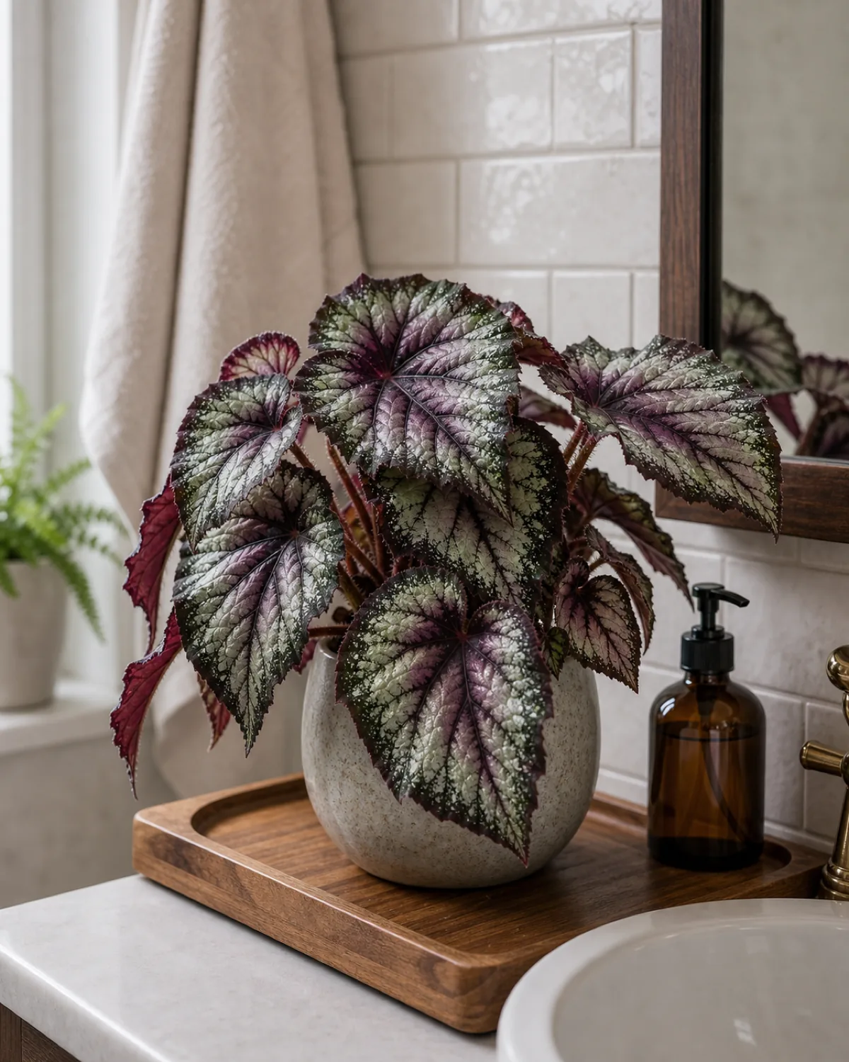 A begonia rex with show-stopping asymmetrical heart-shaped leaves marbled in silver, plum, and emerald, in a small ceramic pot on a wood vanity tray