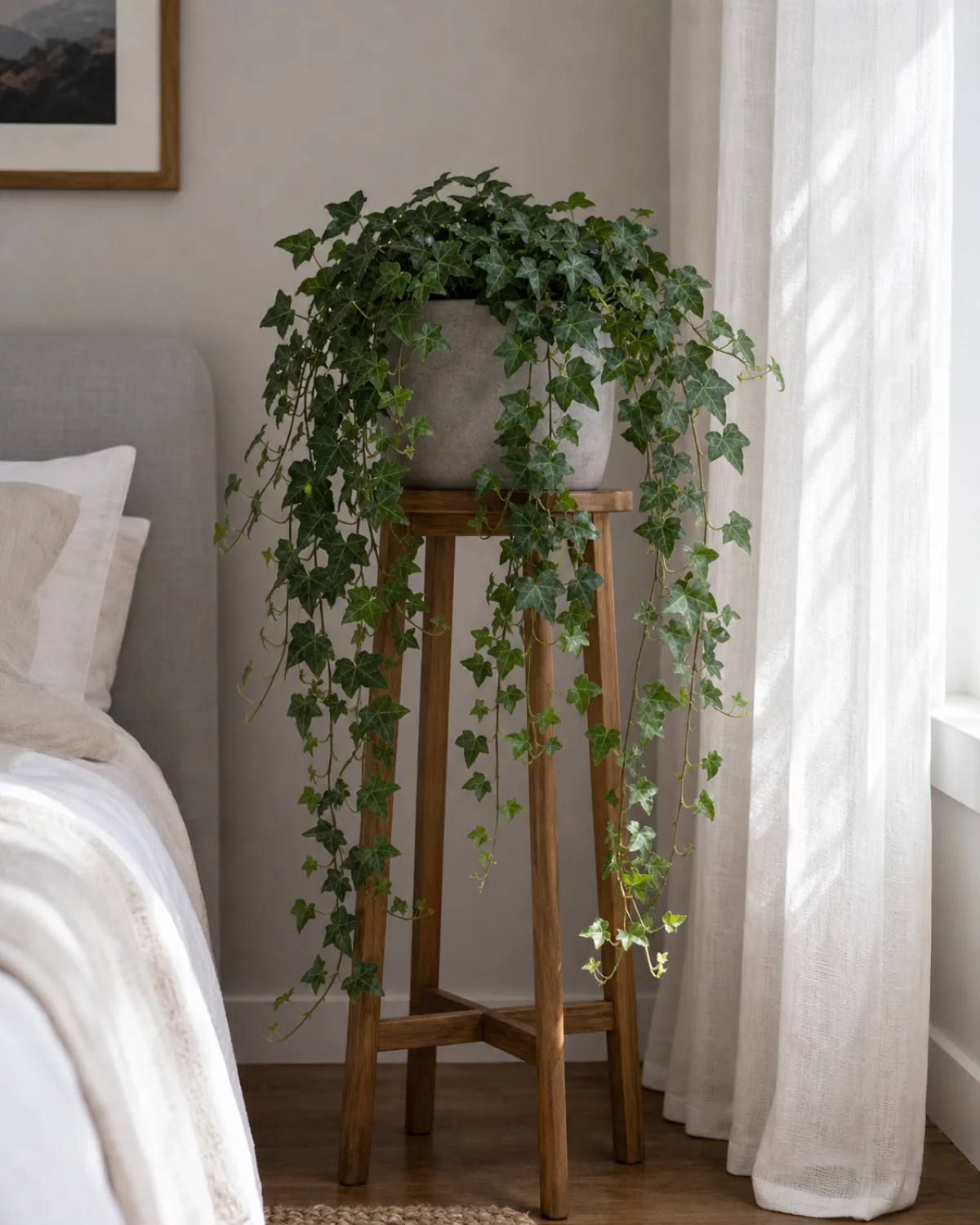 An English ivy with classic small lobed dark-green leaves trailing from a plain pot on a tall wood plant stand in a calm bedroom