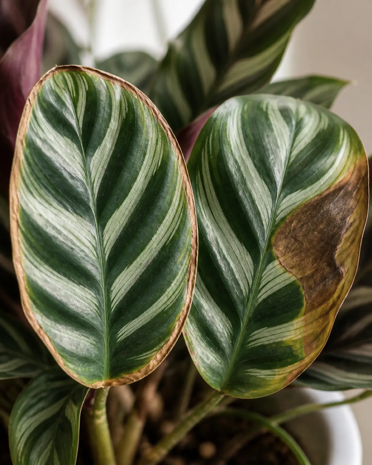 A macro closeup of two calathea leaves side by side in a real home with the leaf on the left showing a thin uniform crispy brown rim all the way around the patterned edge and the leaf on the right showing a larger dry brown patch spreading in from one side with the rest of the markings still bold and green