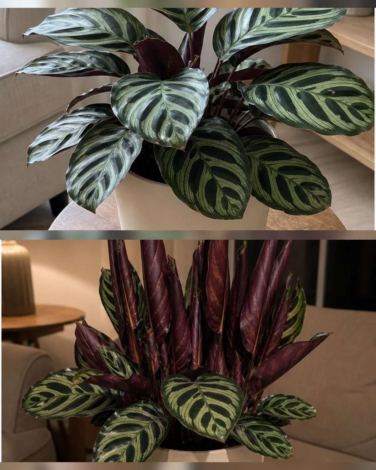 A side by side view of the same calathea in a cream pot in a real home shown with leaves lowered flat and open in bright daytime on the left and the same plant with leaves folded upward like praying hands in the evening on the right with the deep maroon leaf undersides showing