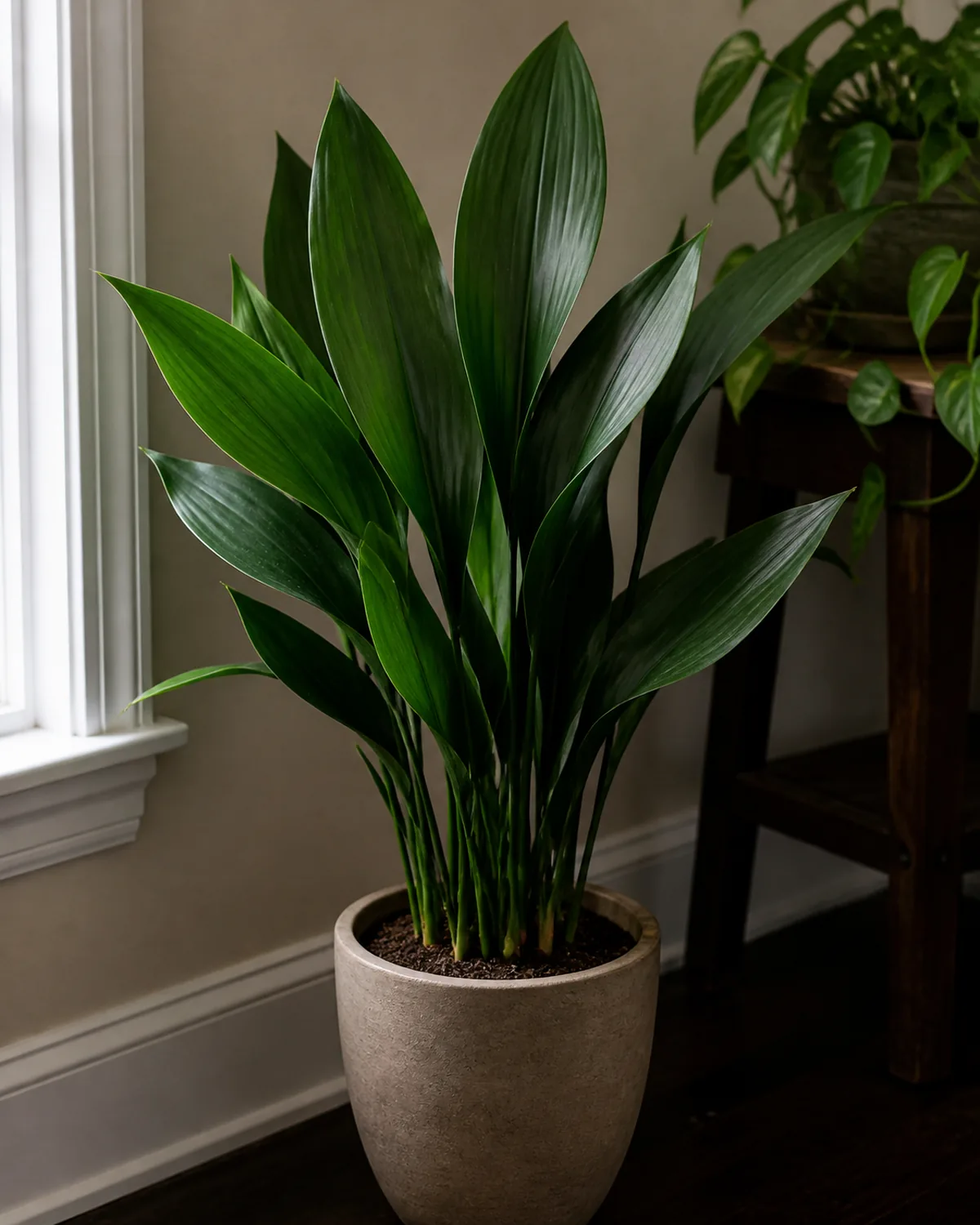 A cast iron plant in a plain pot with tall broad dark-green lance-shaped leaves
