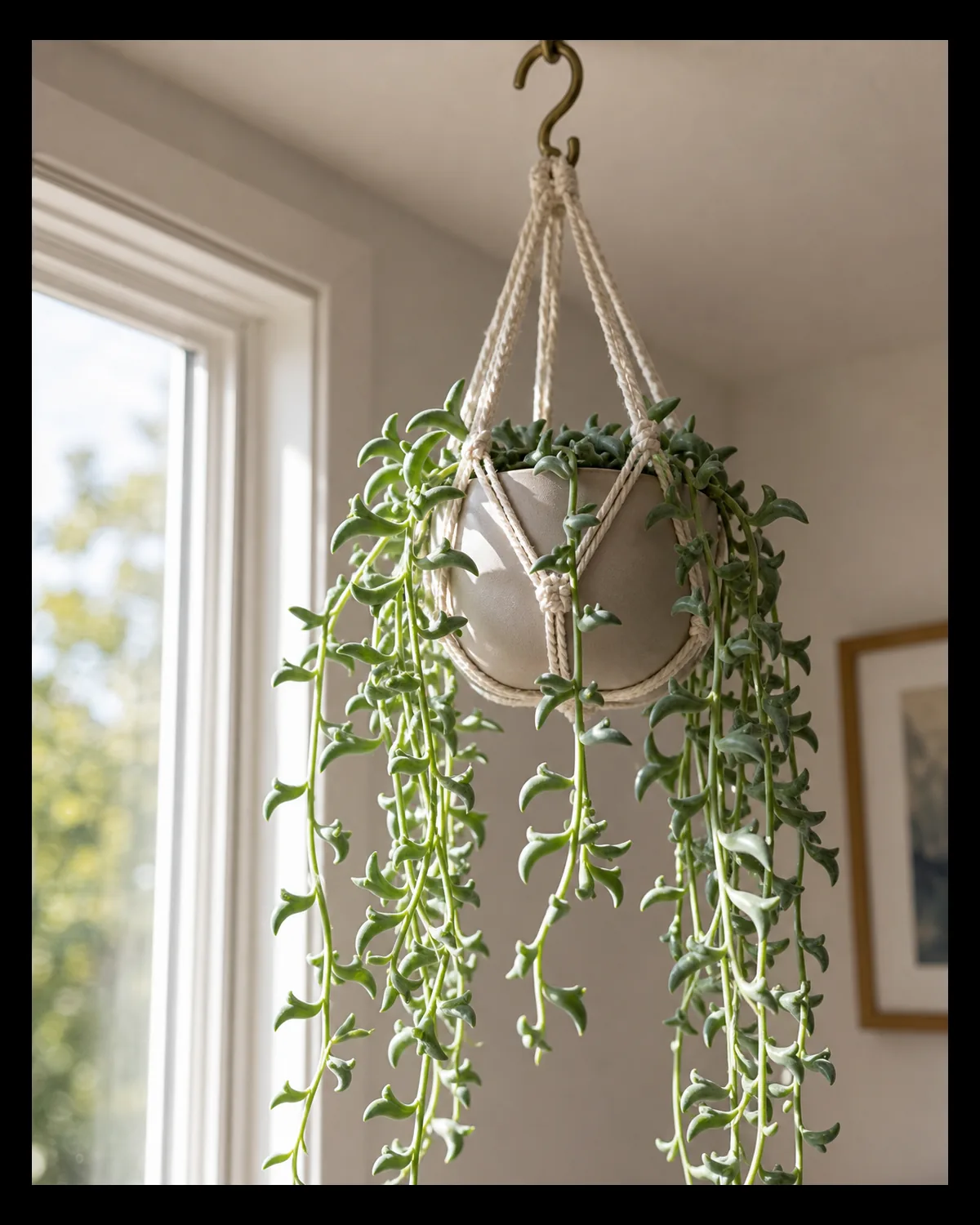 A medium closeup of a mature string of dolphins in a small ceramic pot inside a simple macrame hanger from a ceiling hook with trailing succulent stems and many blue-green leaves shaped like tiny leaping dolphins