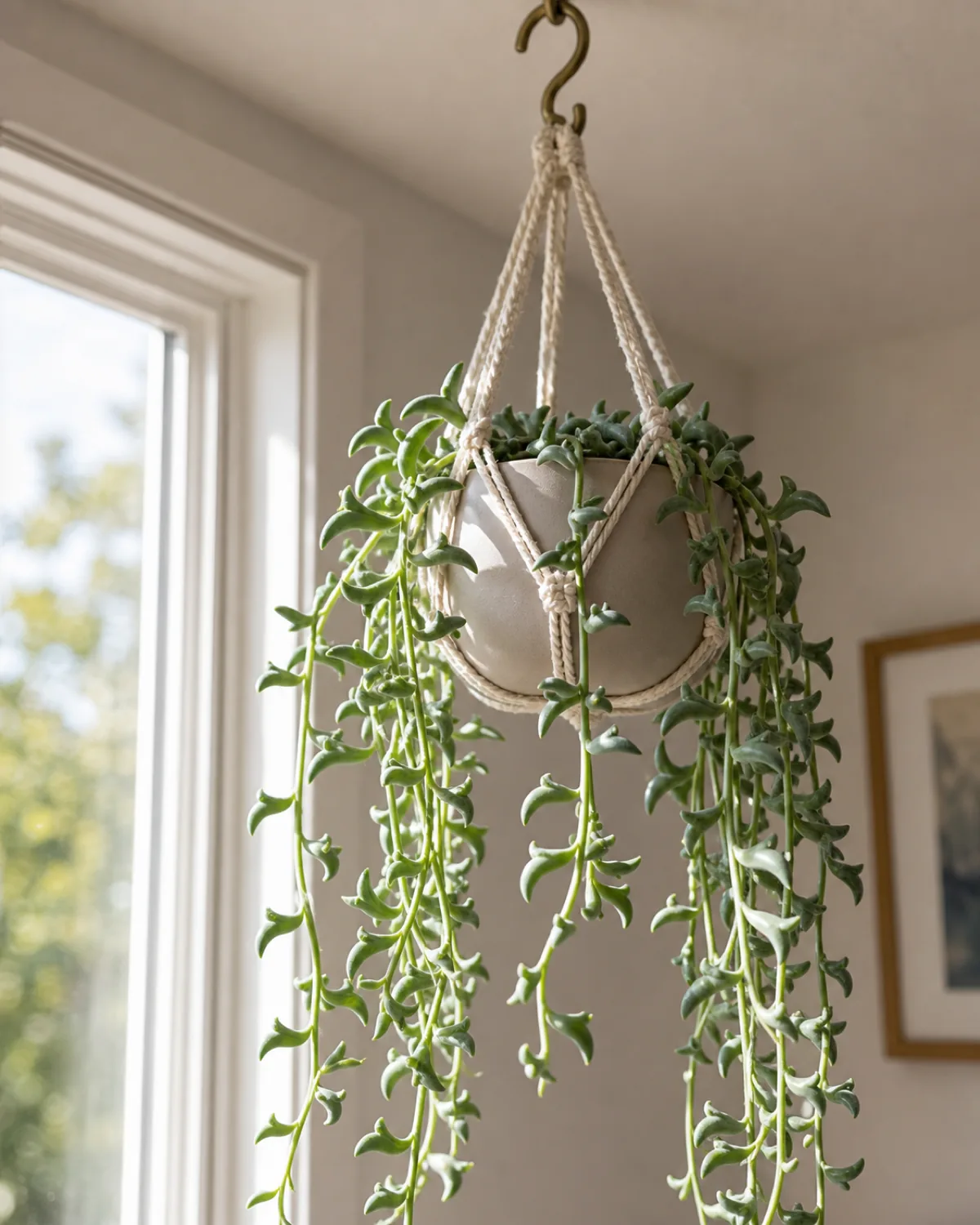 A mature string of turtles in a small ceramic pot resting on the edge of a tall wood bedside table beside a sunlit bedroom window with delicate thin trailing stems and tiny round leaves with intricate green-and-silver turtle-shell patterning