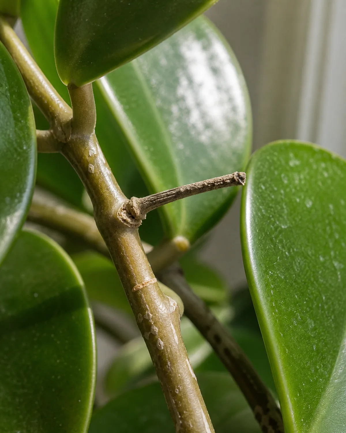 A tight macro closeup of a single bare spent peduncle stub about an inch off a woody hoya carnosa vine with no current flowers on it surrounded by waxy oval green leaves and soft natural daylight side lighting the vine