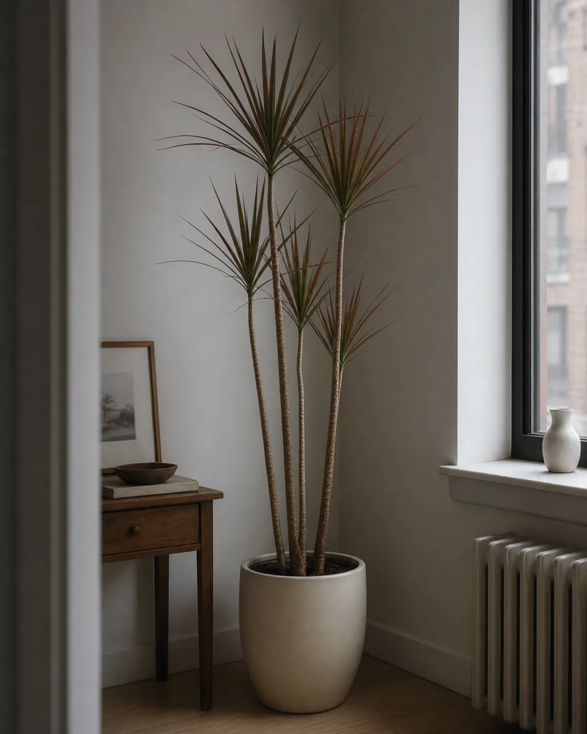 A mature 5-foot Dracaena marginata in a plain pale-cream ceramic floor pot standing in a tight dim corner of a real small apartment 6 feet from a north-facing window in soft focus, only cool overcast ambient daylight, slim woody canes with tufts of thin red-edged green leaves at the top