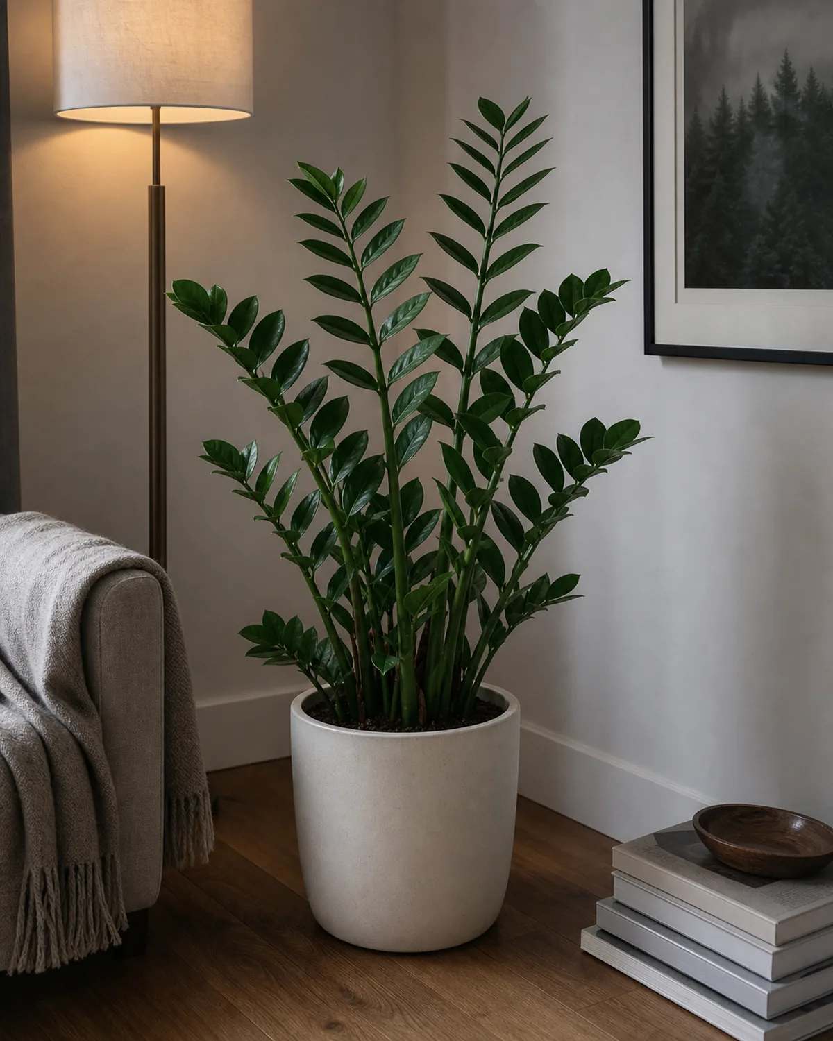 A mature 3-foot ZZ plant in a plain pale-cream ceramic floor pot standing in a true interior corner of a calm modern living room 10 feet from any window with only soft cool ambient daylight and a warm floor-lamp glow, upright stiff zigzag pinnate waxy dark-green compound stems clearly thriving