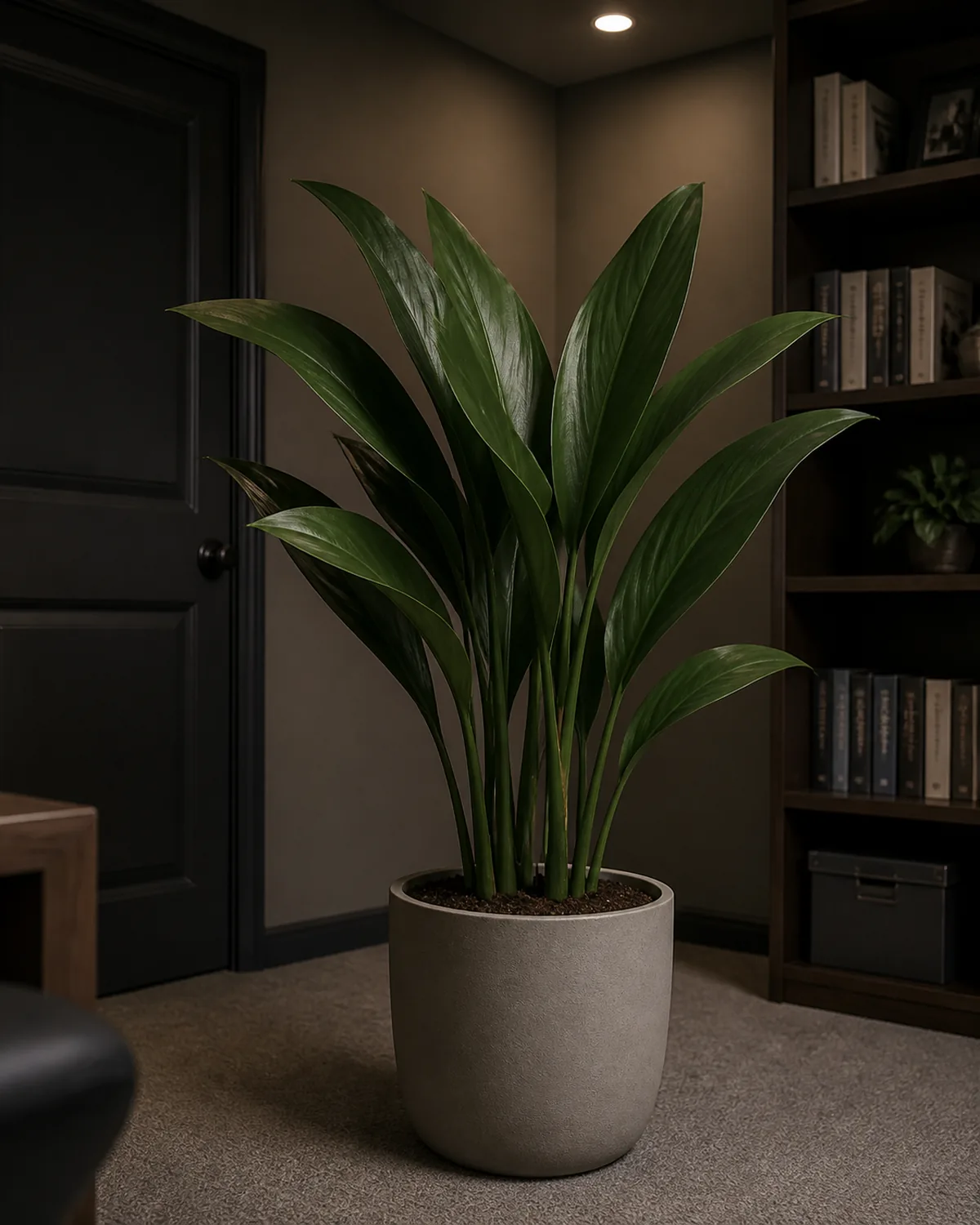 A cast iron plant with broad dark green strap leaves in a plain pot in a windowless interior office corner, soft overhead light