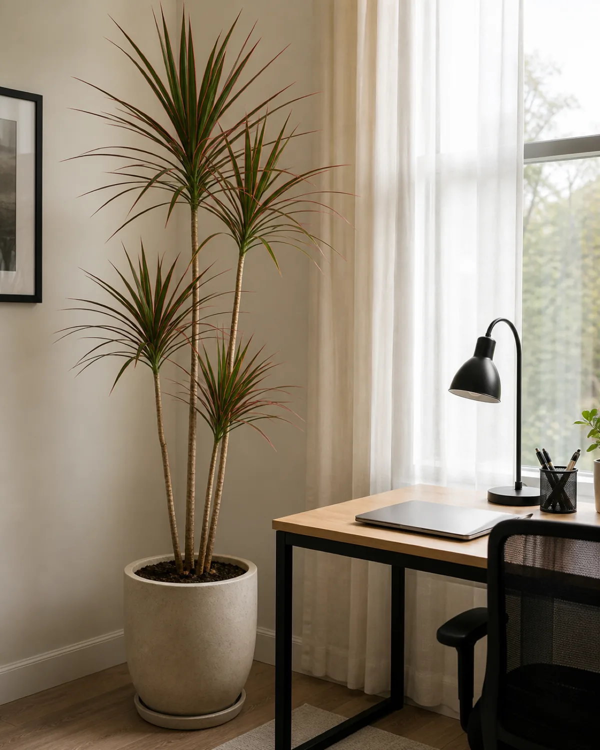 A tall slim Dracaena marginata with thin red-edged leaves at the top of bare canes in a floor pot beside an office desk