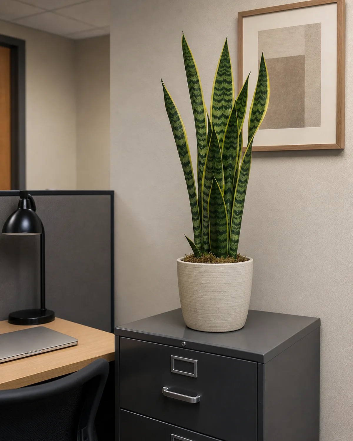 A snake plant with upright sword leaves in a small ceramic pot on a metal filing cabinet beside a desk, soft office lighting