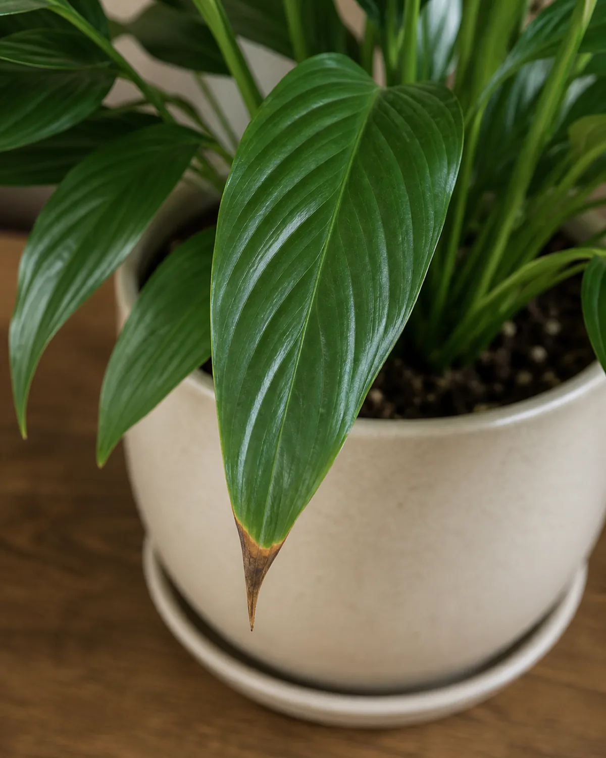 A close-up of one peace lily leaf showing a crispy brown tip on an otherwise healthy glossy green lanceolate leaf