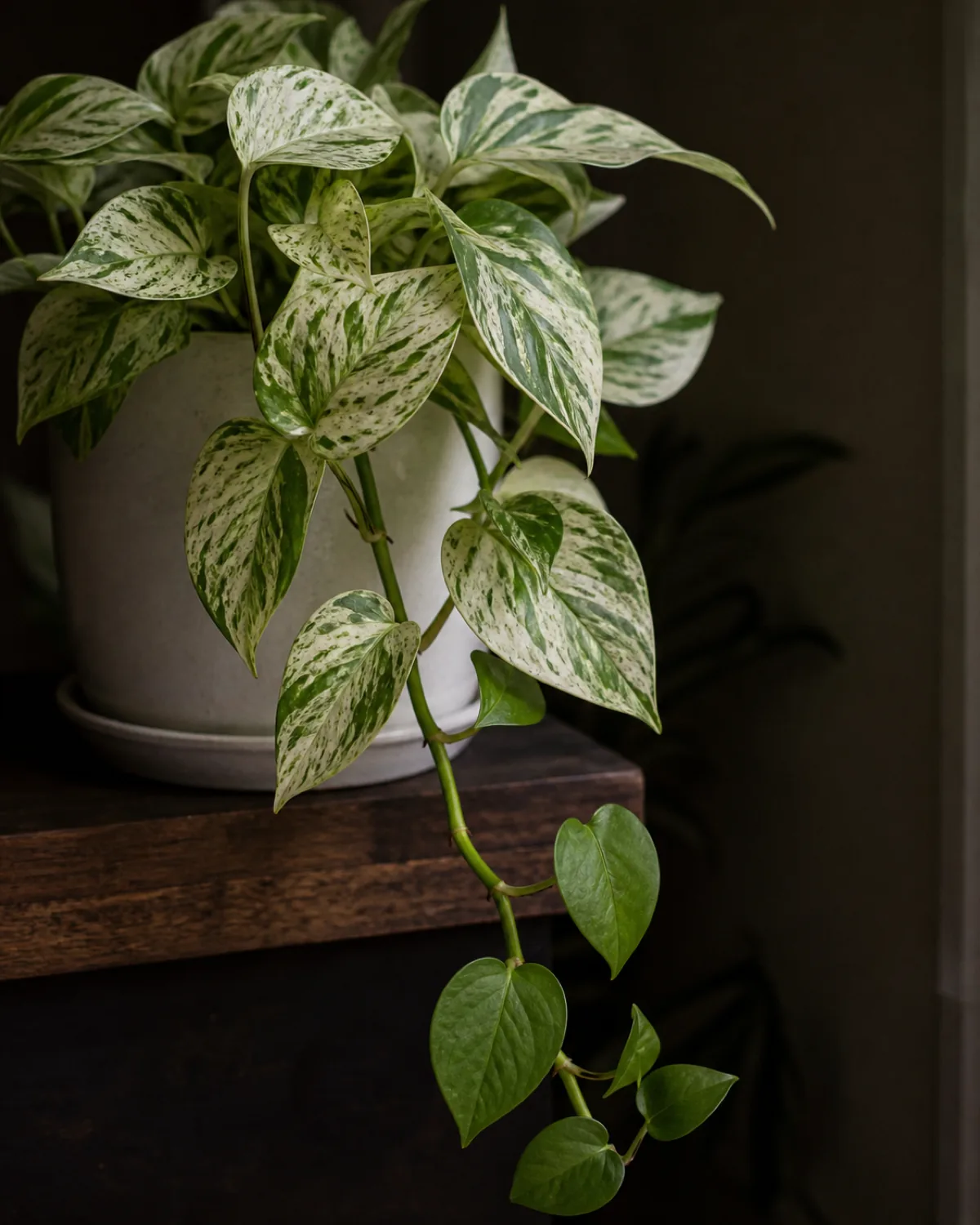 A marble queen pothos showing variegated leaves at the base and solid-green new leaves at the vine tip