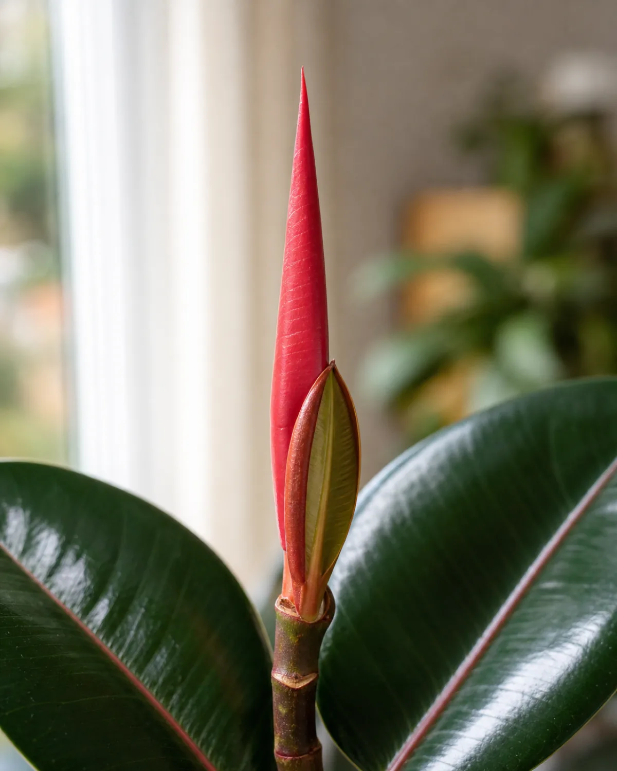 A macro closeup of the top of a rubber plant stem showing a bright red pointed sheath spear standing up where a new leaf is forming with one older sheath below half unfurled revealing a tender bronze green new leaf