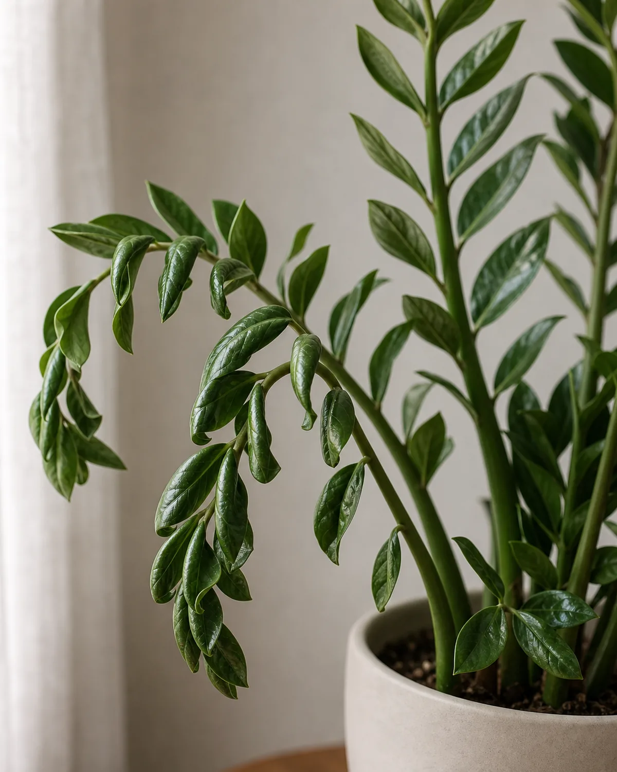 A close-up of ZZ plant fronds with paired oval leaflets folding inward along the stem and the whole frond drooping at the tip from severe drought