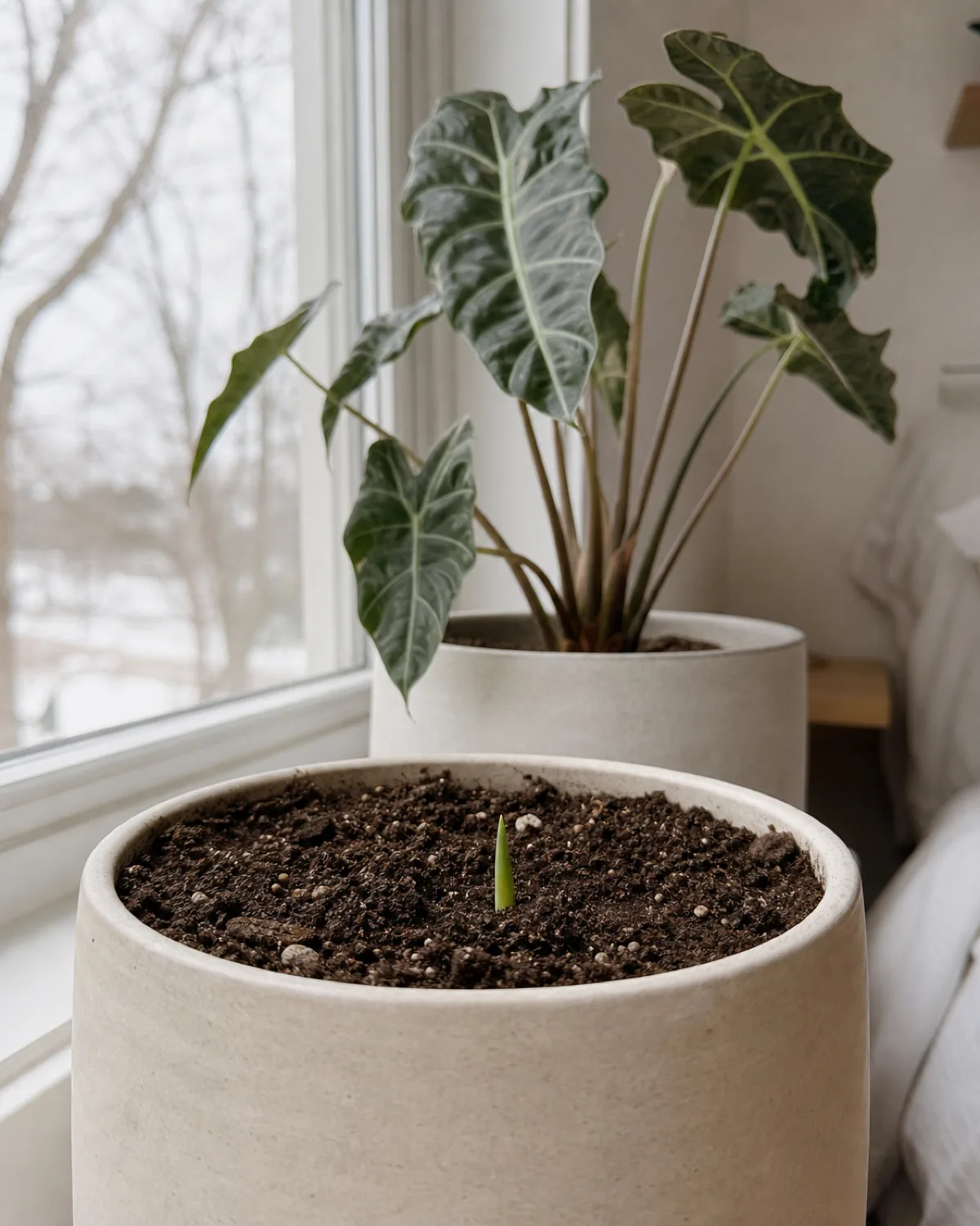 A pot with no visible leaves above soil and a small green sprout pushing through the surface, with a healthy Alocasia behind for contrast