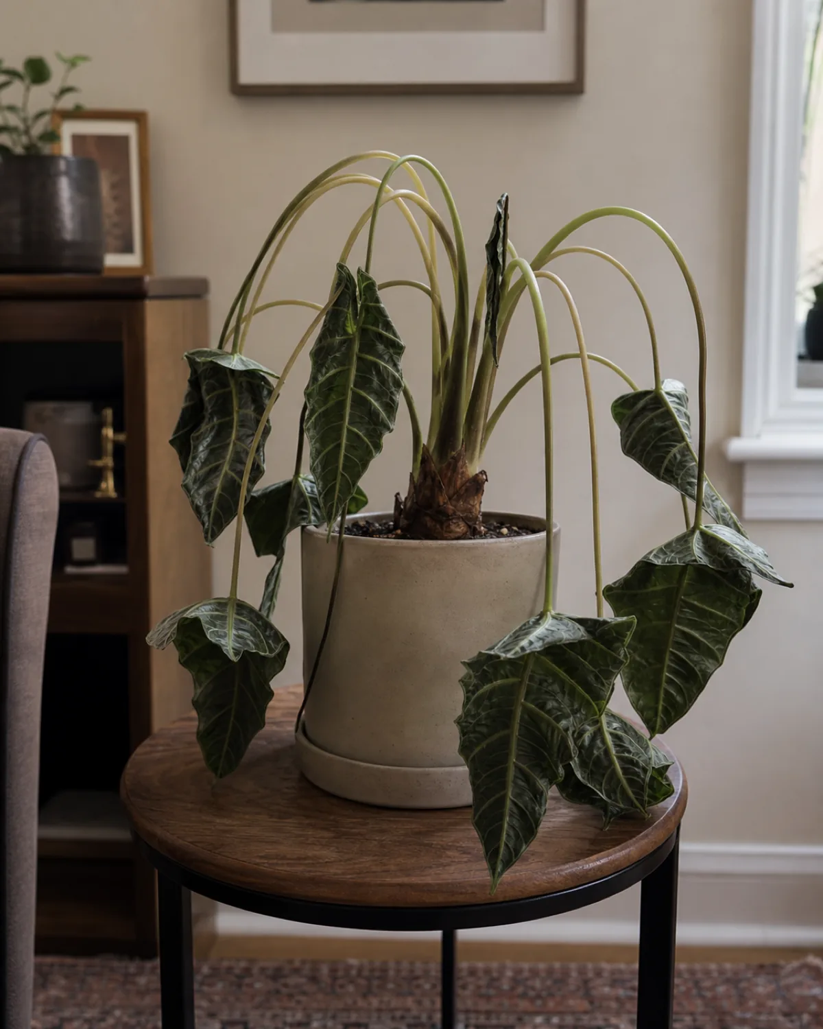 An Alocasia with its normally upright arrow-shaped leaves drooping downward dramatically