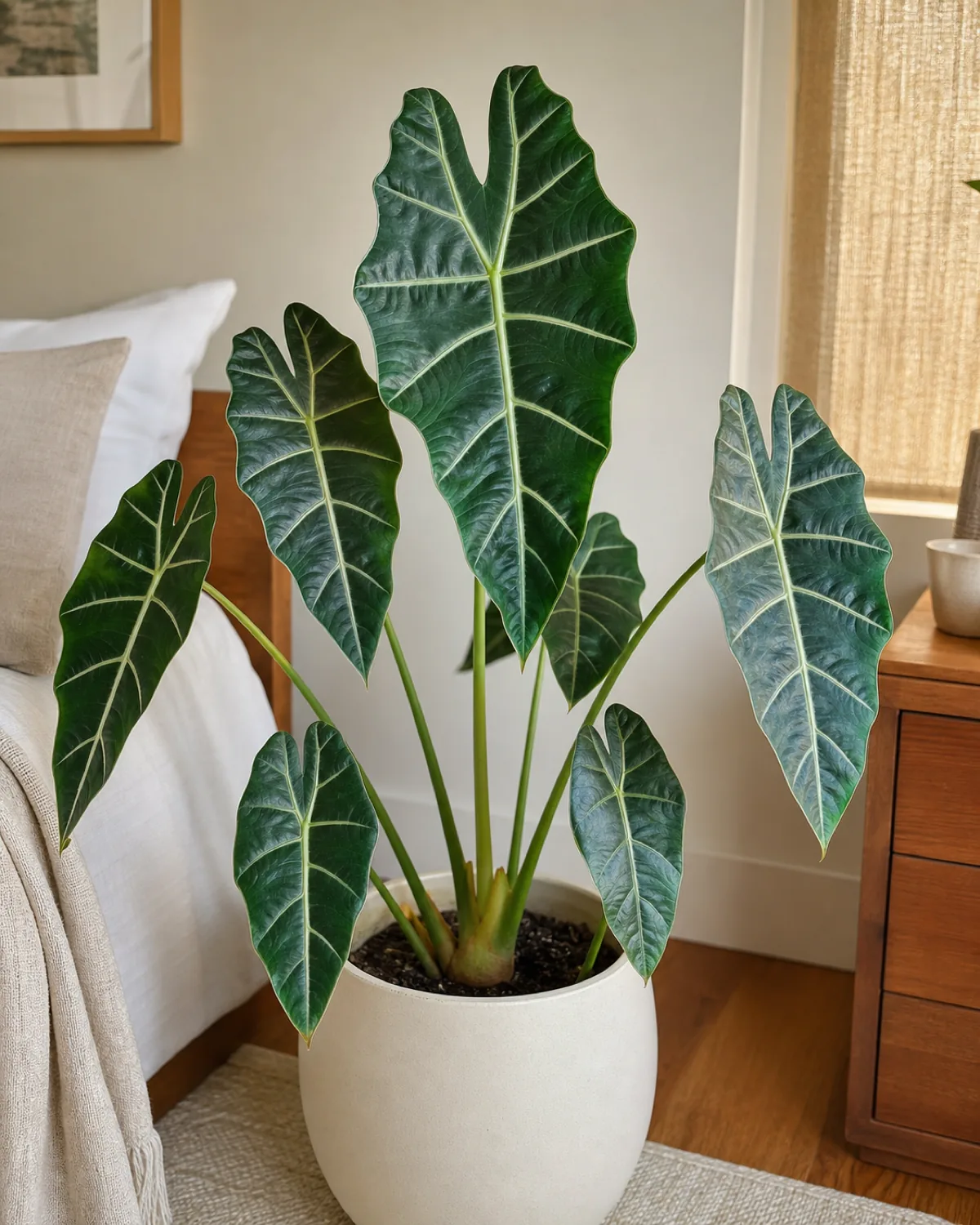 A close full-plant view of an Alocasia showing its upright arrow-shaped leaves on long rigid petioles emerging from a central point