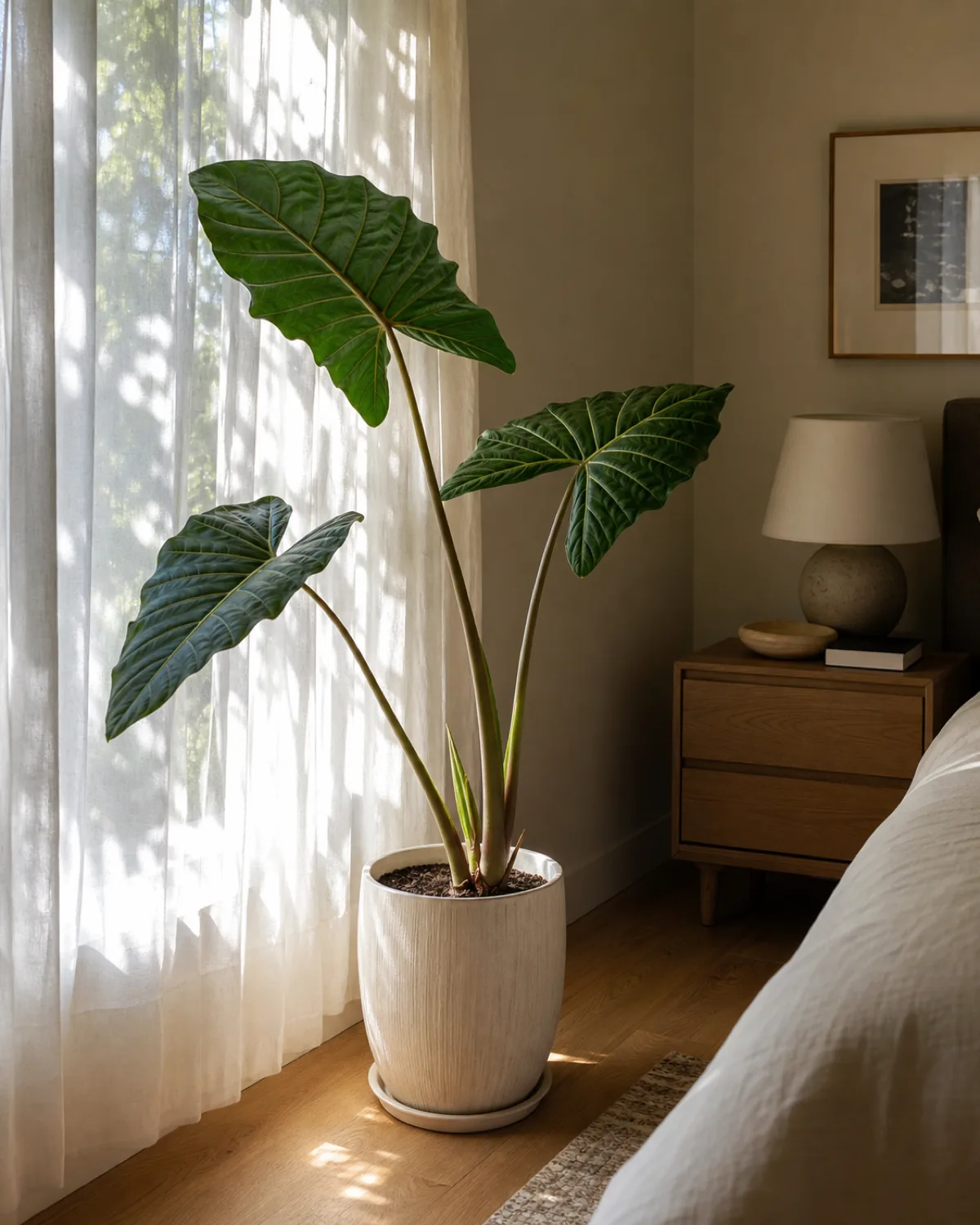An Alocasia positioned near a bright east-facing window with a sheer curtain diffusing the light