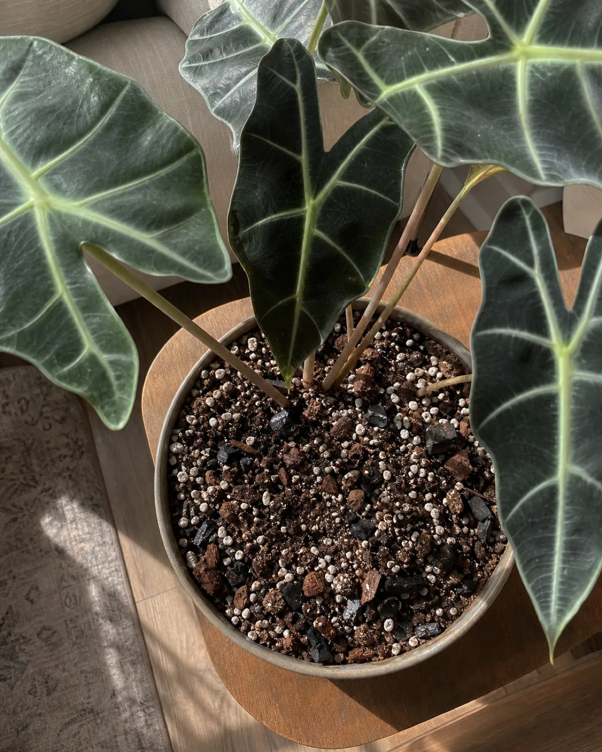 A close-up overhead view of chunky potting mix with visible perlite chunks and orchid bark pieces in a bowl