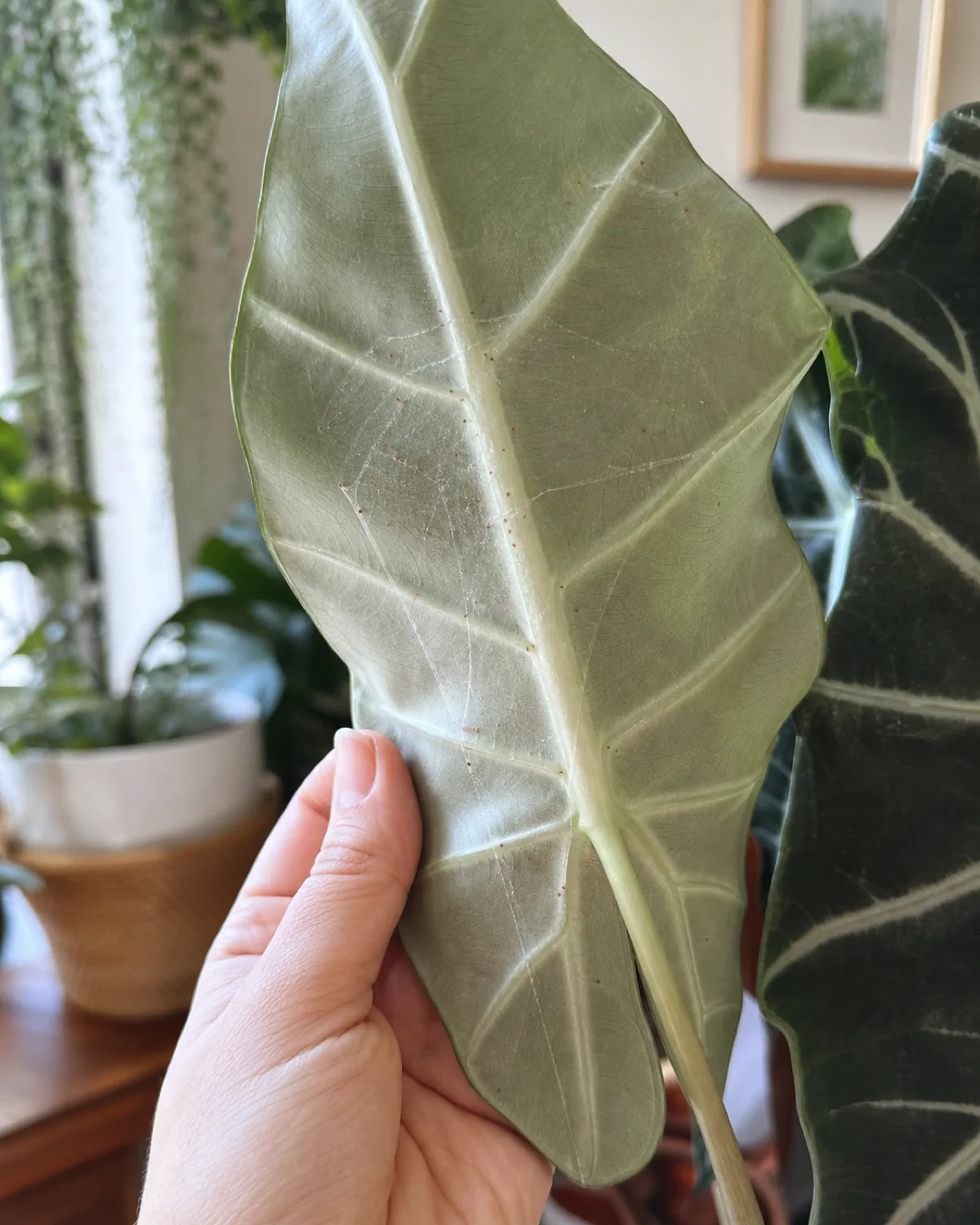 The underside of a large Alocasia leaf showing fine spider mite webbing and tiny reddish dots against the pale leaf surface