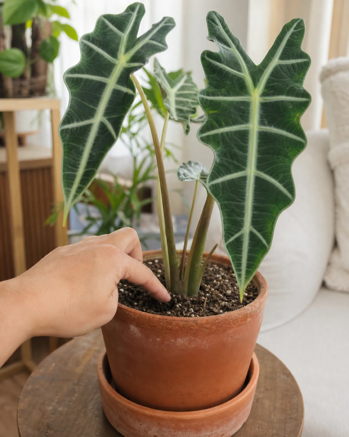 A hand pressing one finger into the top inch of soil in an Alocasia's pot to check moisture before watering
