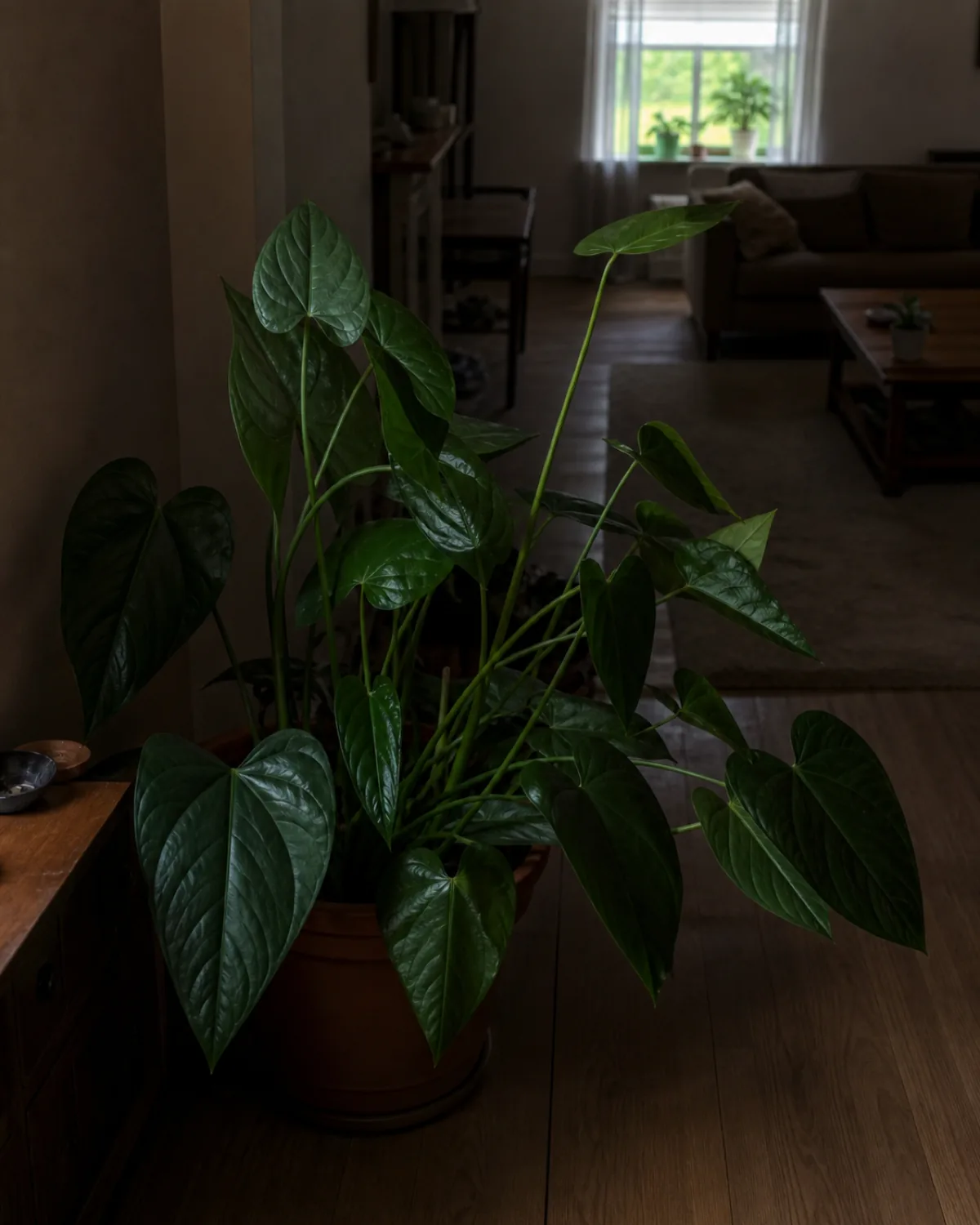 An anthurium with lush green leaves but no flowers, sitting in a dim corner far from a window, petioles stretching toward distant light