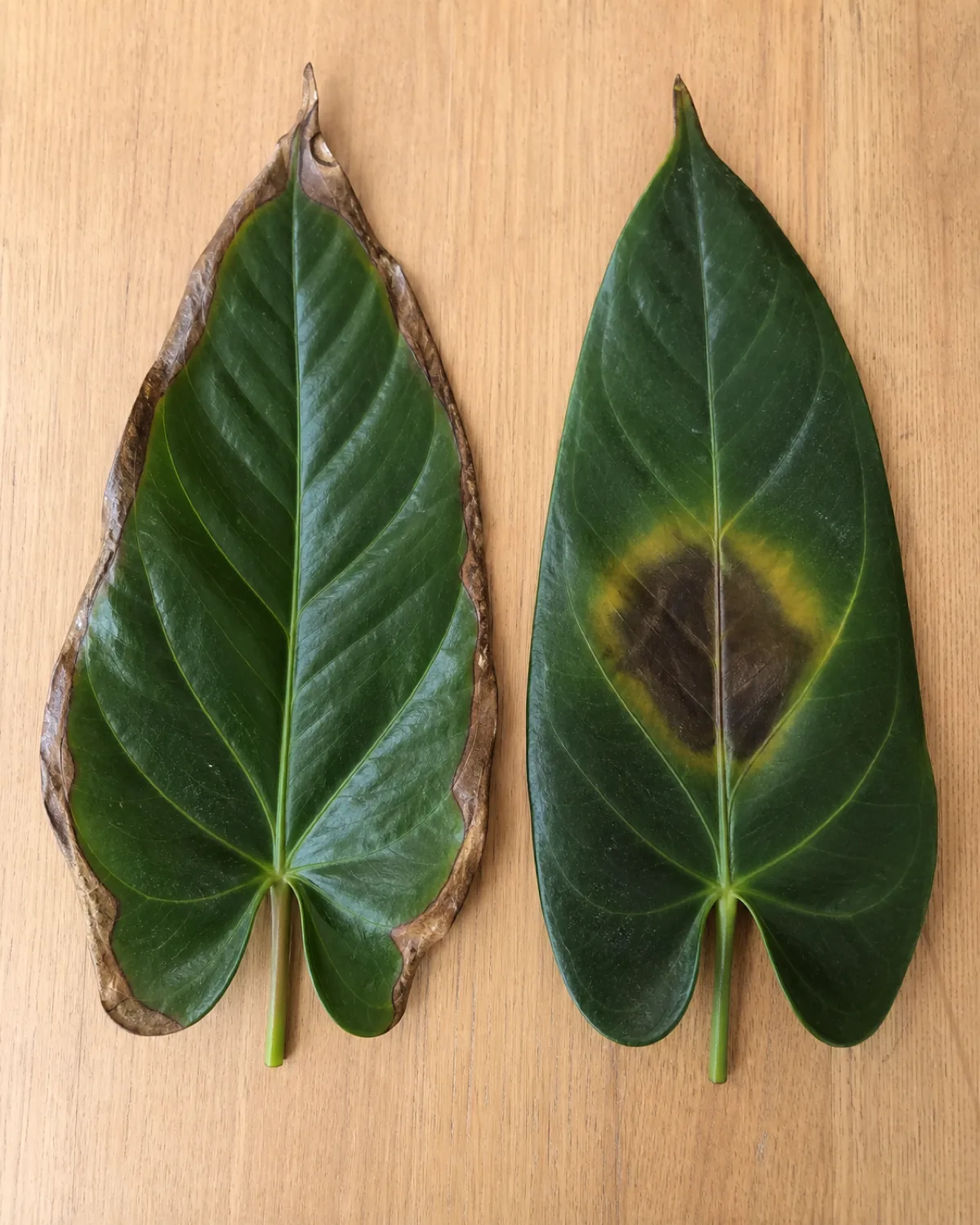 Two anthurium leaves side by side for diagnostic comparison: left leaf with brown crispy edges, right leaf with a dark water-soaked bacterial blight spot
