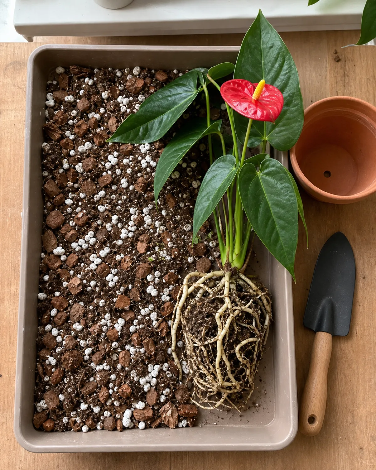 Top-down view of chunky aroid soil mix on a potting tray showing orchid bark, perlite, and potting soil with an unpotted anthurium and aerial roots nearby