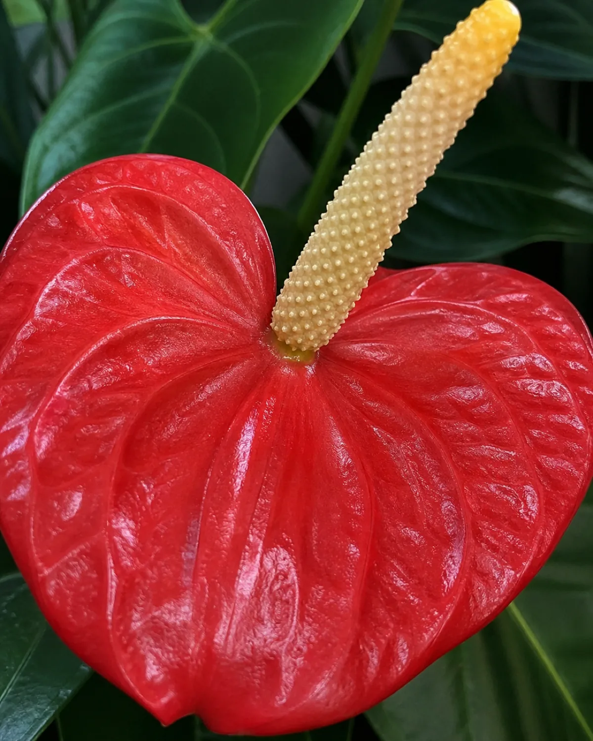 Extreme closeup of a red anthurium spathe showing the glossy waxy texture with the cream-yellow spadix projecting from the base covered in tiny flower bumps