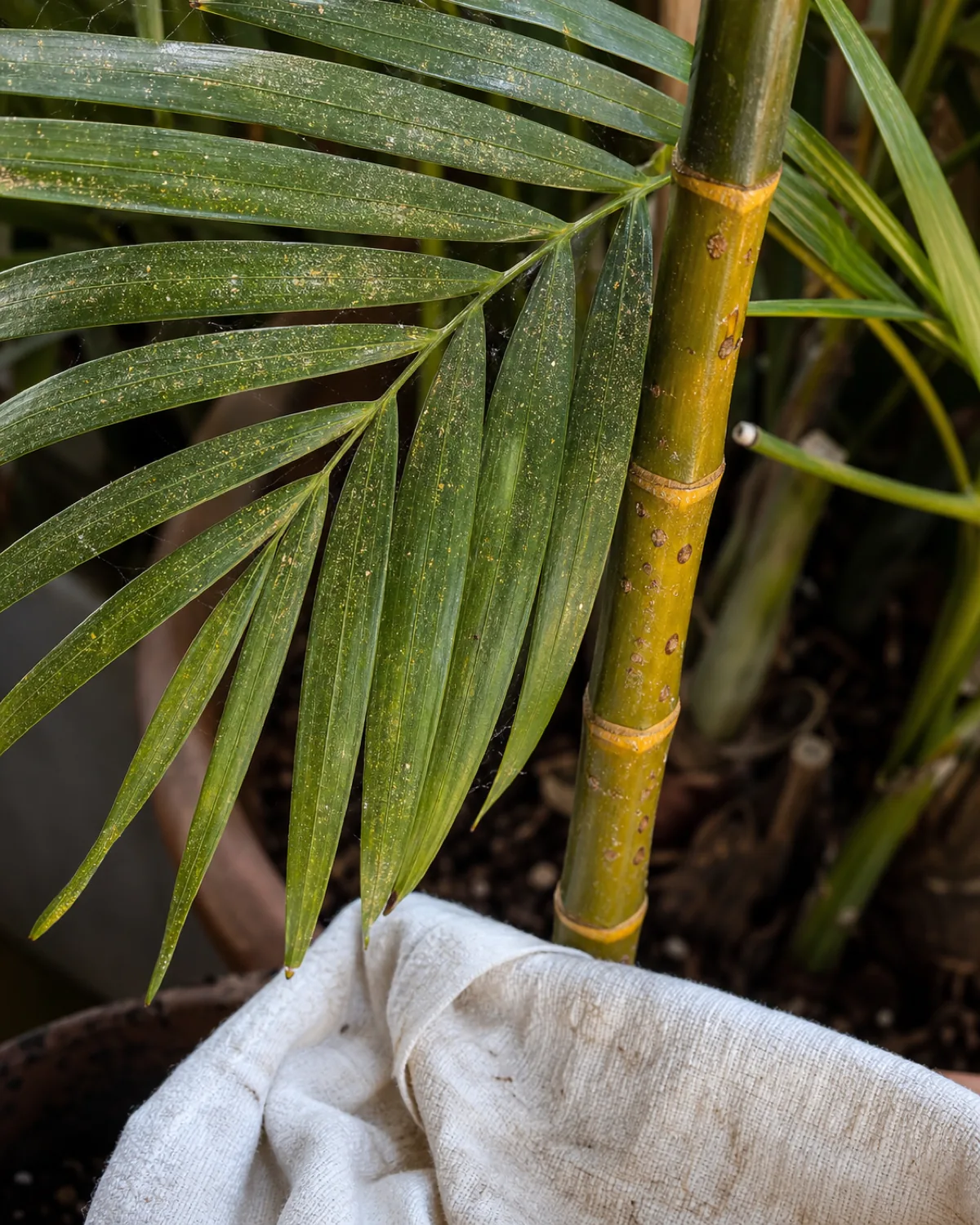 An areca palm frond leaflet with faint fine webbing and dusty speckling, plus a nearby cane showing small brown scale bumps