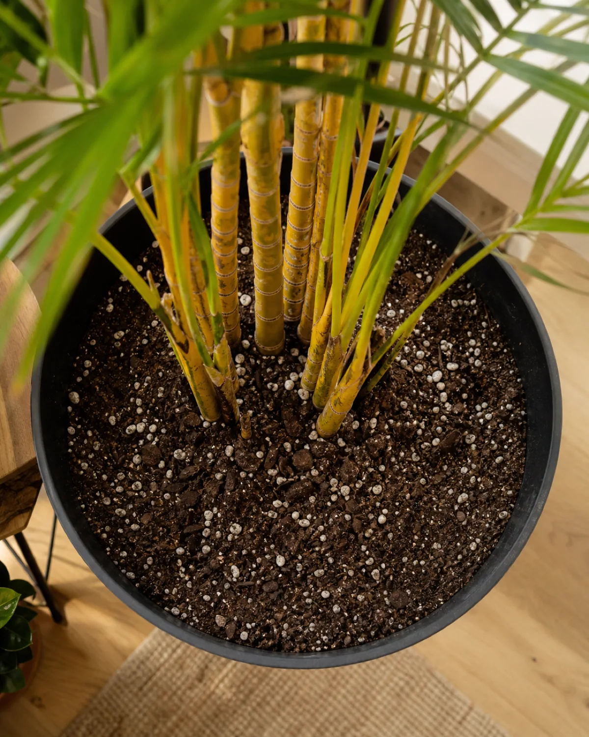 A close overhead view of chunky, well-draining potting mix with visible perlite flecks in a plain nursery pot at the base of an areca palm