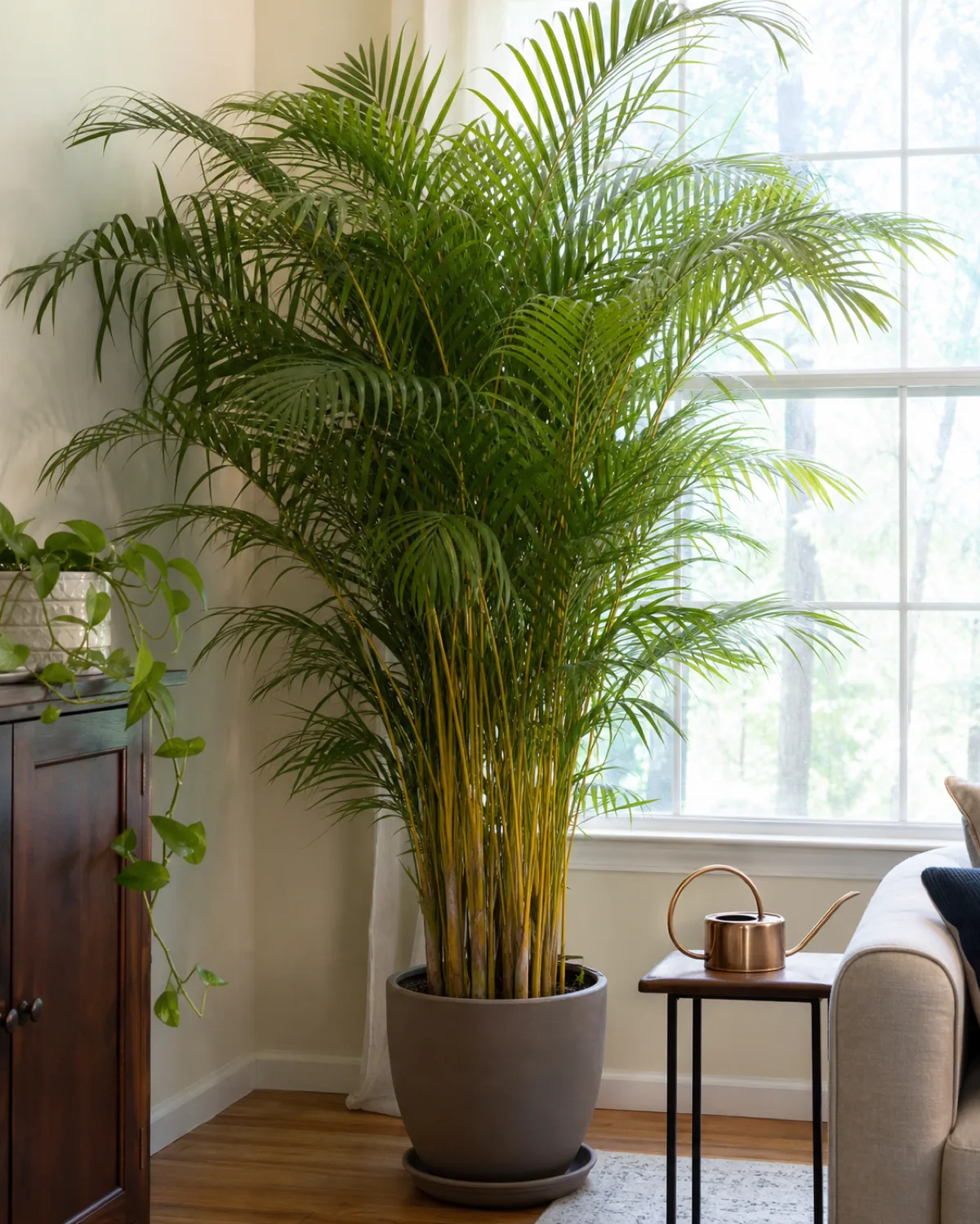 A tall, full areca palm styled as a privacy screen near a bright window in a real living room