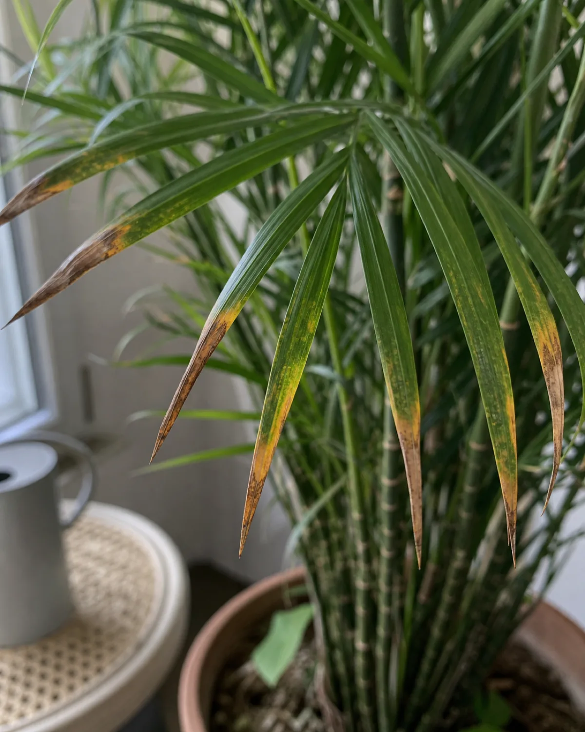 Several bamboo palm frond leaflet tips showing browned or yellowed, dried edges against otherwise green healthy leaflets