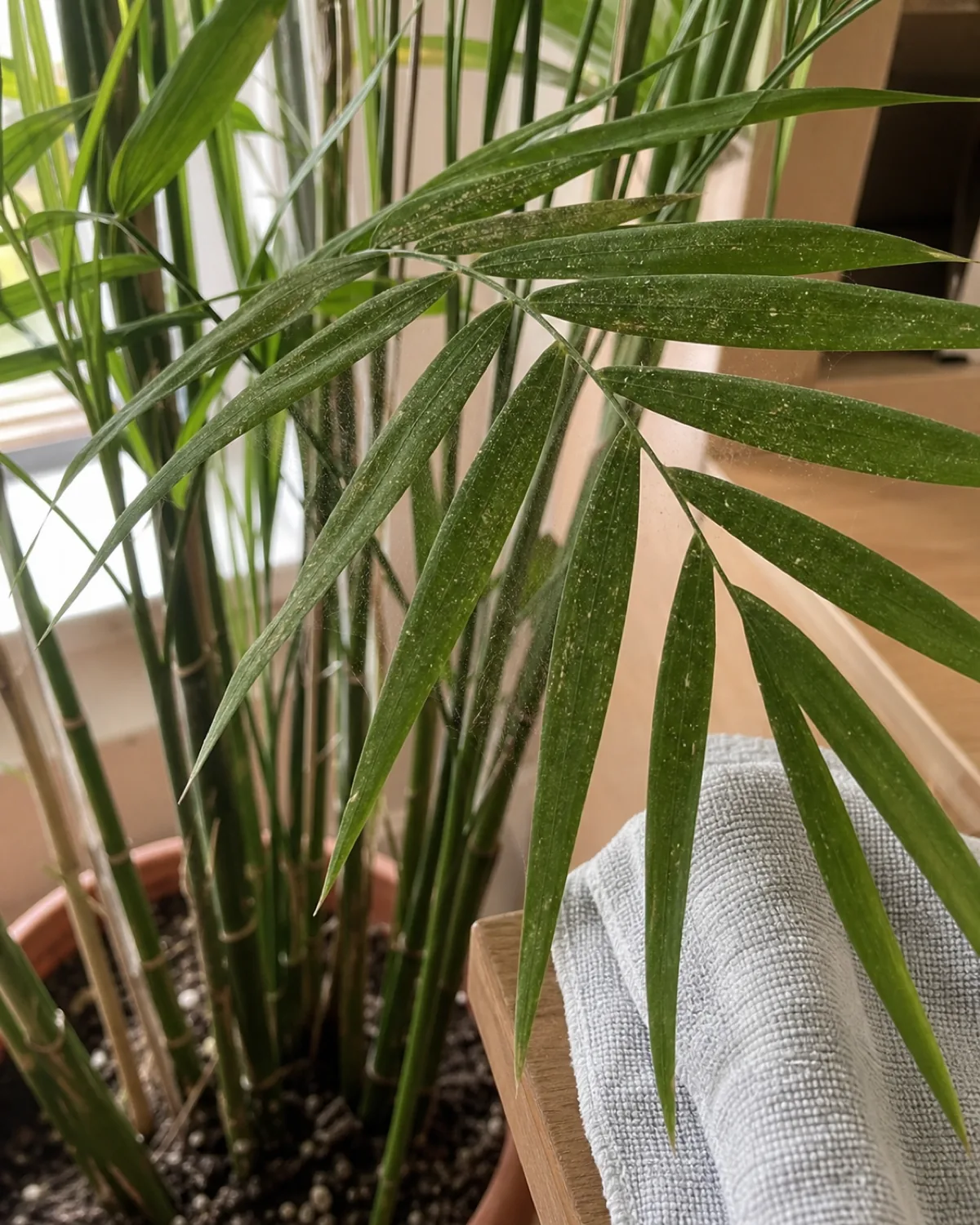A bamboo palm frond leaflet with faint fine webbing and stippled dusty speckling visible, a damp cloth resting nearby