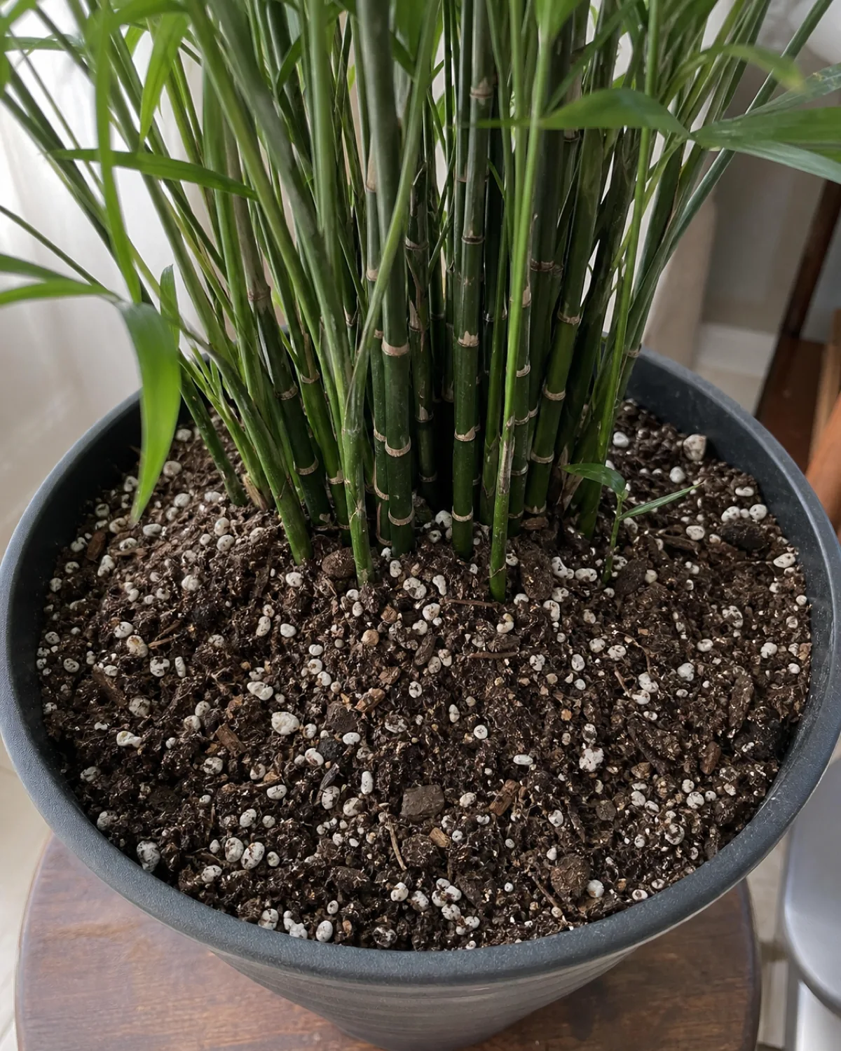 A close overhead view of chunky, well-draining potting mix with visible perlite flecks in a plain nursery pot at the base of a bamboo palm