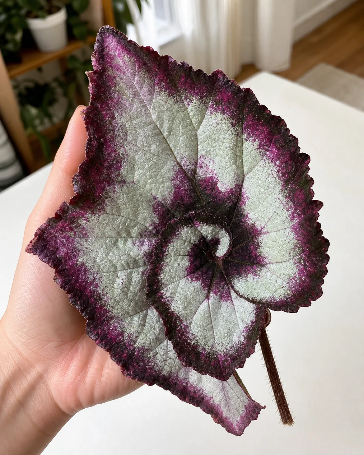 Extreme macro closeup of a single rex begonia leaf showing the asymmetric oblique base where one side attaches higher on the petiole than the other, with silver-purple spiral pattern and visible veins