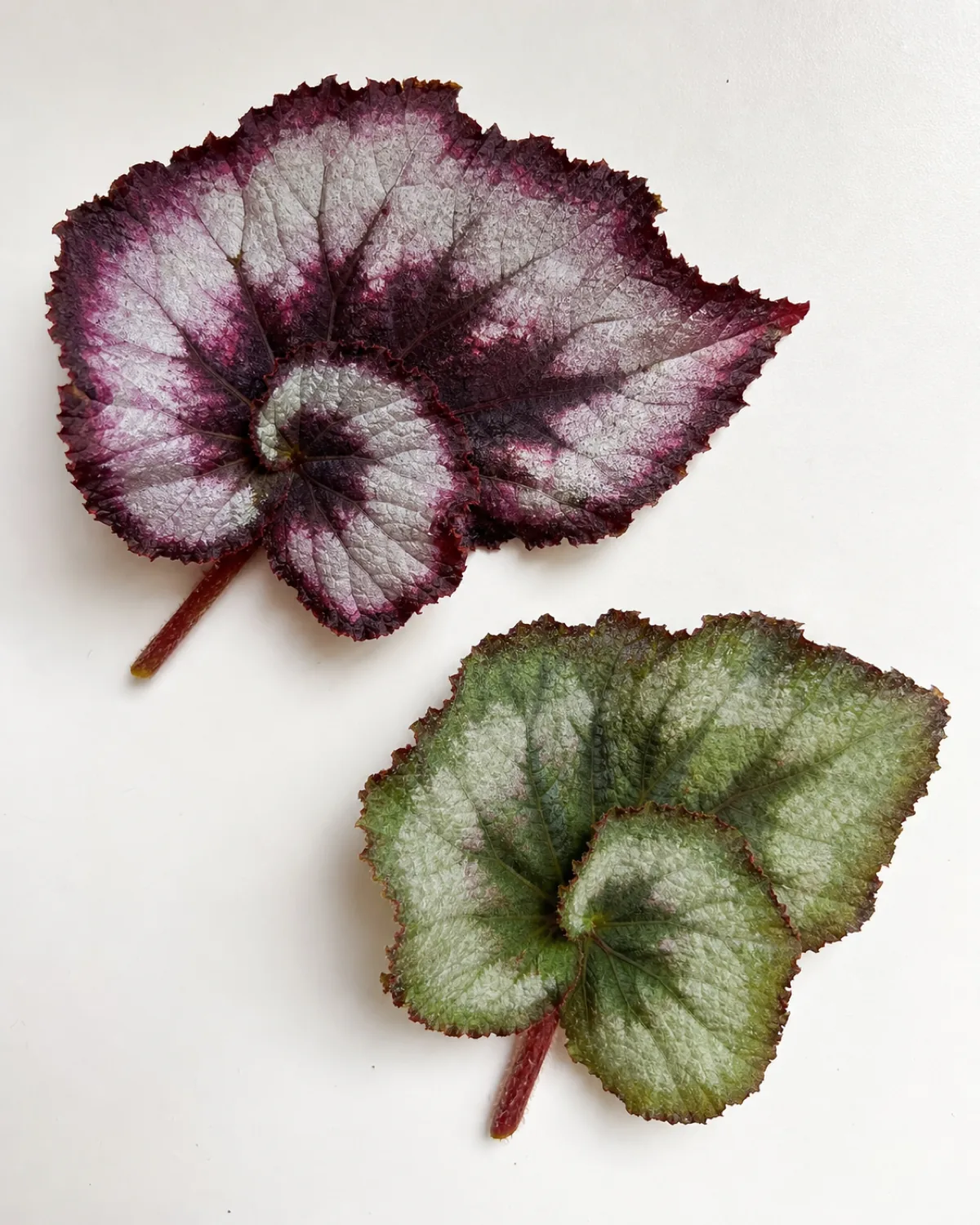 Side-by-side comparison of two rex begonia leaves: left shows full vibrant silver-purple spiral pattern from adequate light, right has faded to mostly green from insufficient light