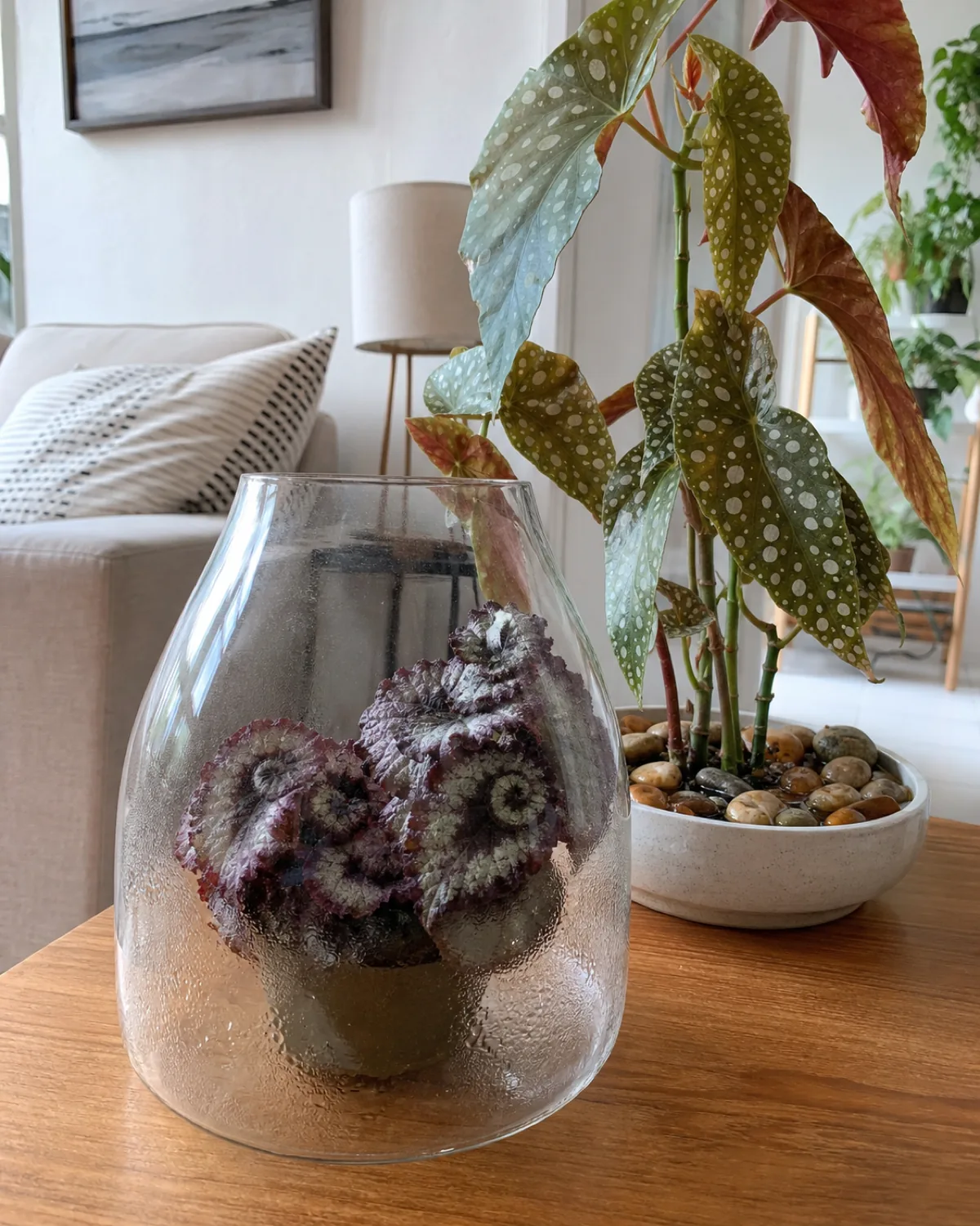 A small rex begonia inside a glass cloche with fogged condensation showing high humidity, next to a larger cane begonia on a pebble tray in a bright room
