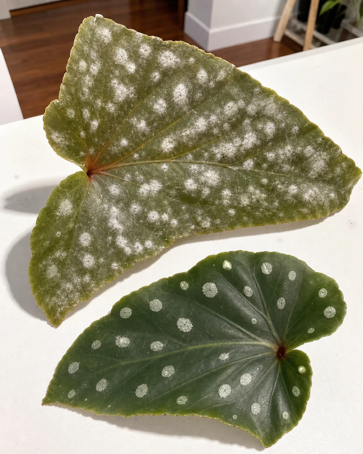 Closeup of a begonia leaf with powdery mildew showing white fuzzy circular patches scattered across the green leaf surface, with a healthy leaf nearby for comparison
