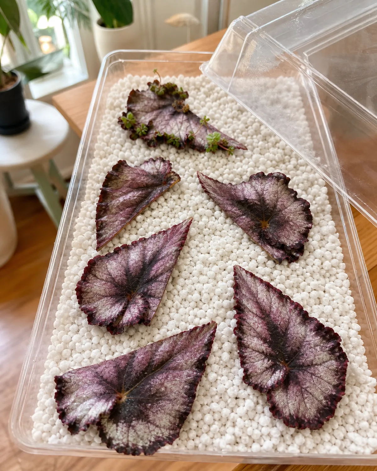 Rex begonia leaf cut into wedge-shaped sections arranged on moist perlite, with a clear plastic dome partially covering the tray and tiny plantlets sprouting from vein junctions