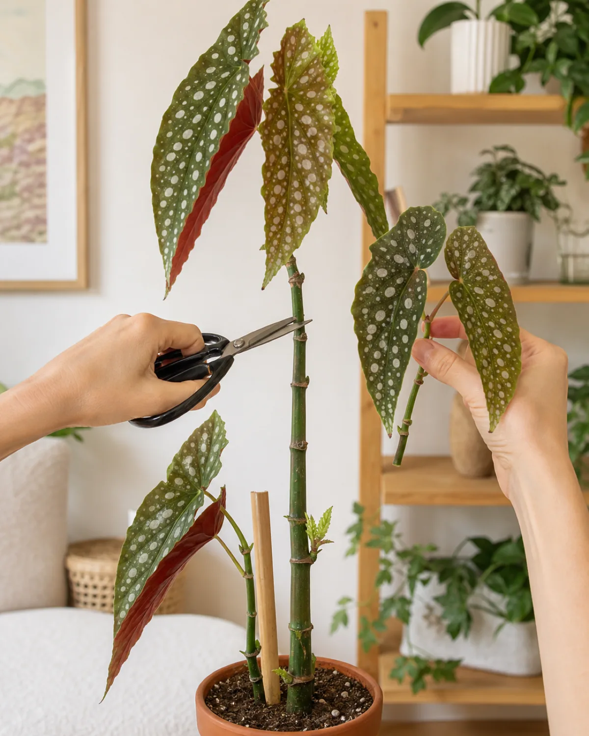 A hand using scissors to cut the growing tip of a leggy cane begonia just above a node, with a side shoot emerging from a lower node showing where new branching will occur