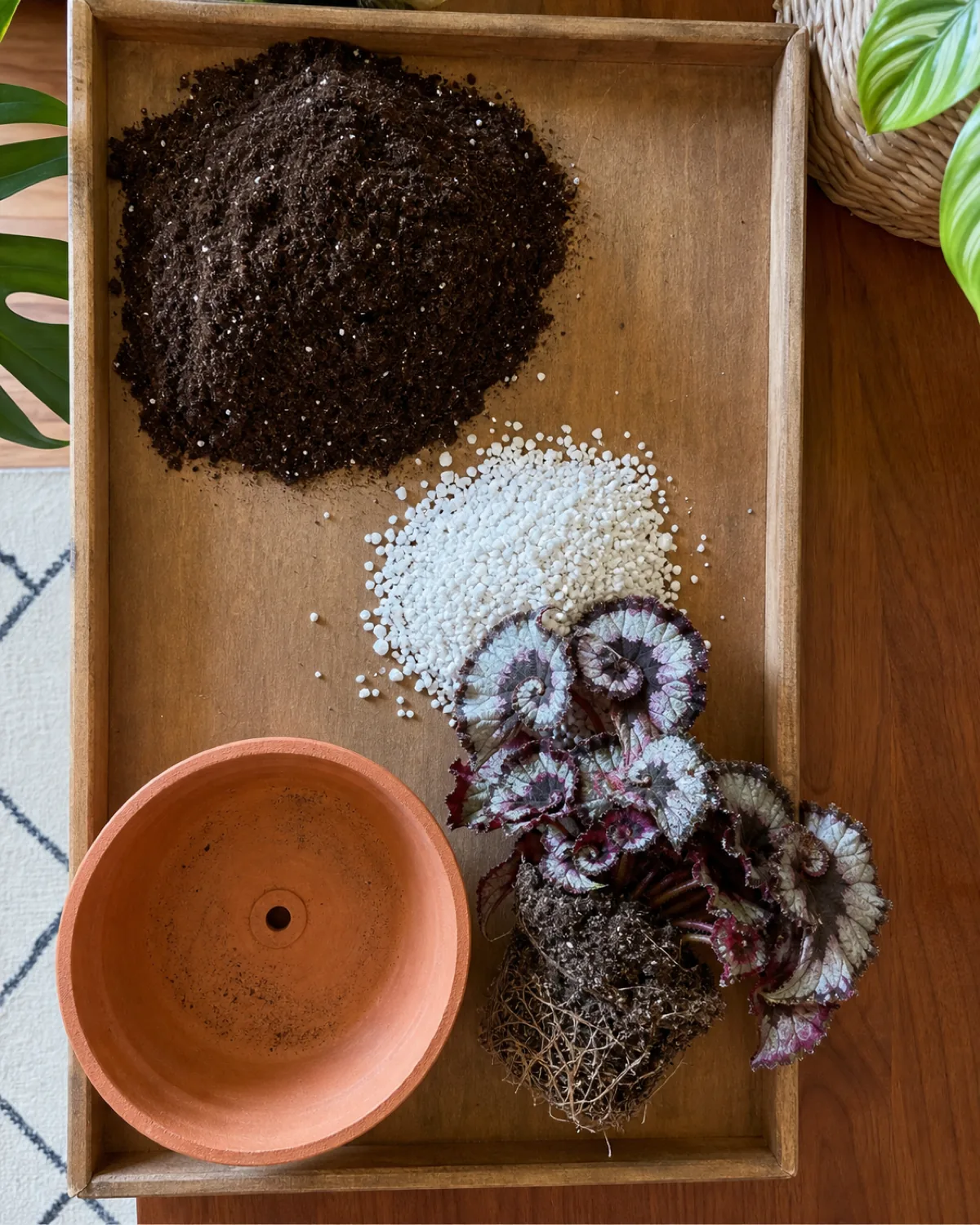 Top-down view of begonia potting mix components on a tray: dark peat-based potting soil, white perlite, and an unpotted rex begonia with fine fibrous roots beside a shallow azalea pot