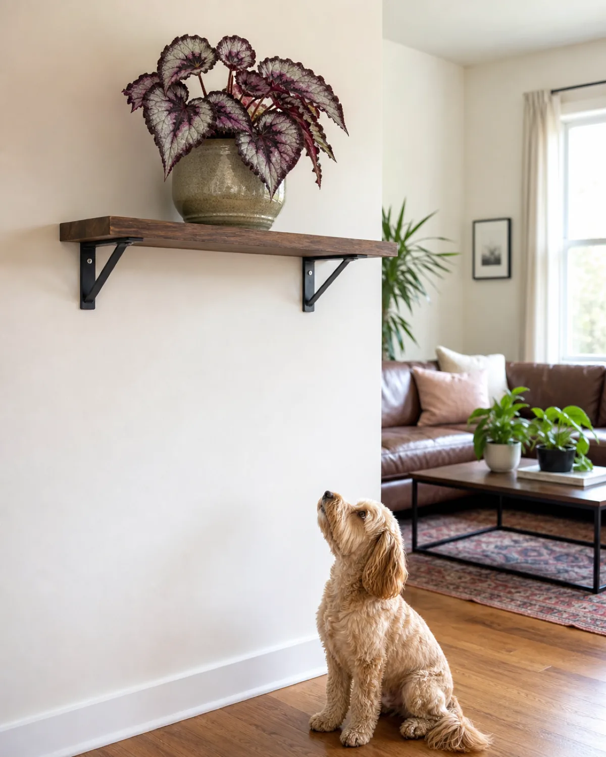 A rex begonia with silver-purple spiral leaves on a high floating wall shelf clearly out of pet reach, with a dog sitting on the floor below looking up