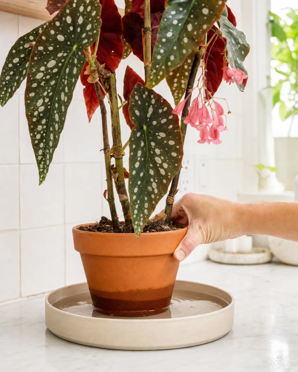 A hand bottom-watering a begonia by placing the pot in a shallow tray of water, the terracotta darkening as water wicks up while leaves above remain completely dry