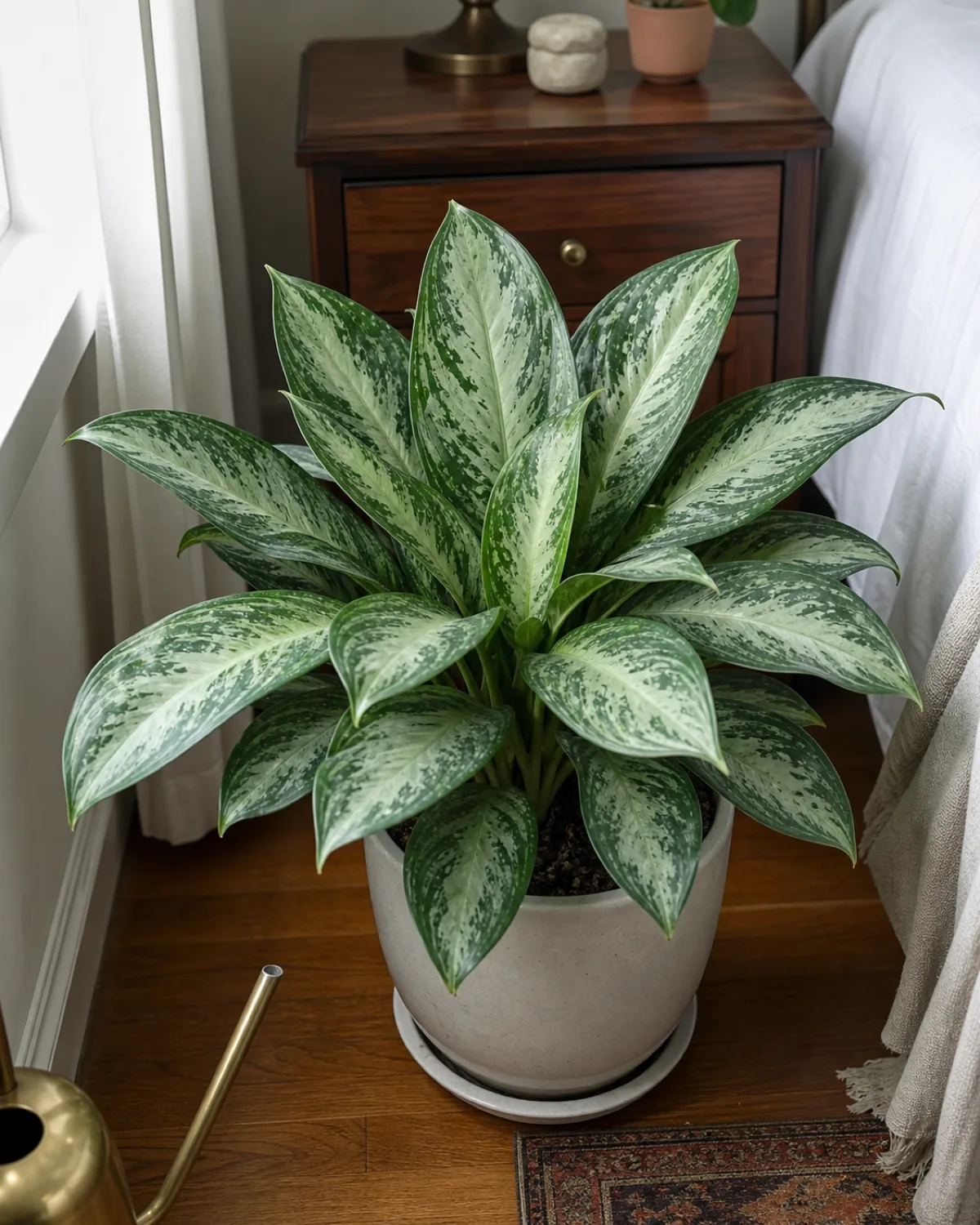 A close full-plant view of a Chinese evergreen showing its tight rosette clump with large oval patterned leaves