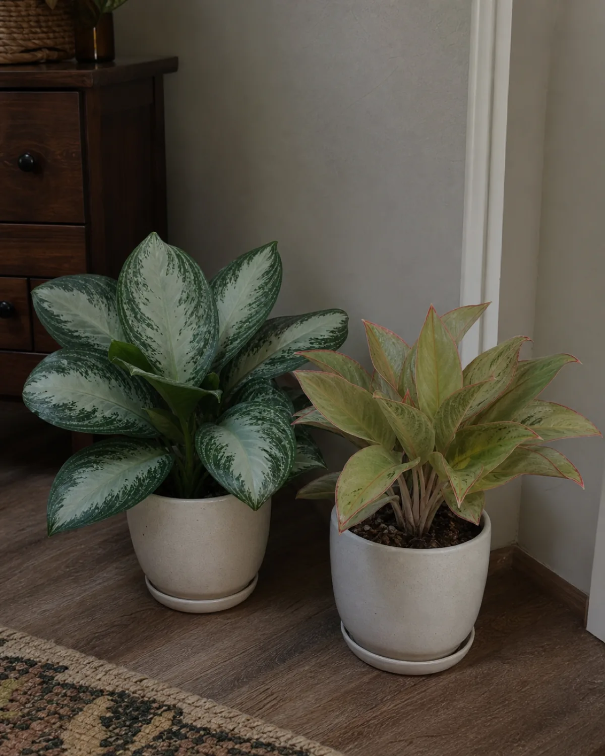 Two aglaonema side by side — a dark green variety thriving in a dim corner and a pink variety losing color in the same dim corner