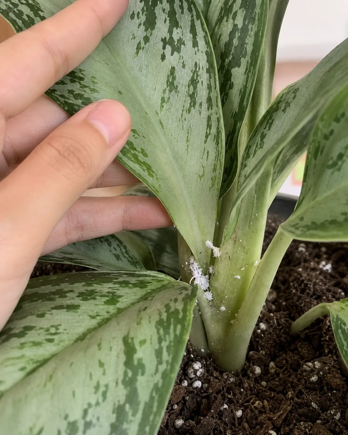 A close-up of a Chinese evergreen leaf axil showing small white cottony mealybug clusters where a leaf meets the central stem