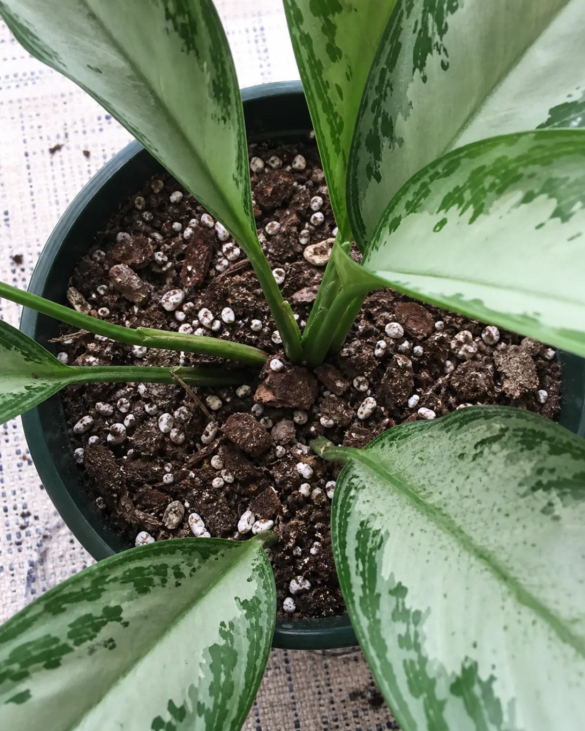 An overhead view of a nursery pot with well-draining potting mix and visible white perlite flecks at the base of a Chinese evergreen