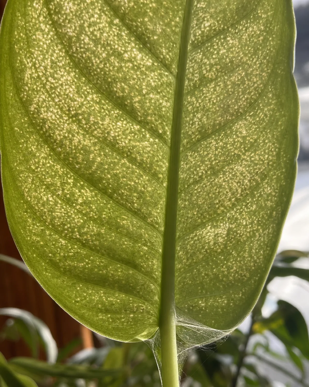 Close-up of the underside of a dieffenbachia leaf showing early spider mite damage with fine stippled yellow dots and a hint of webbing at the leaf-stem junction