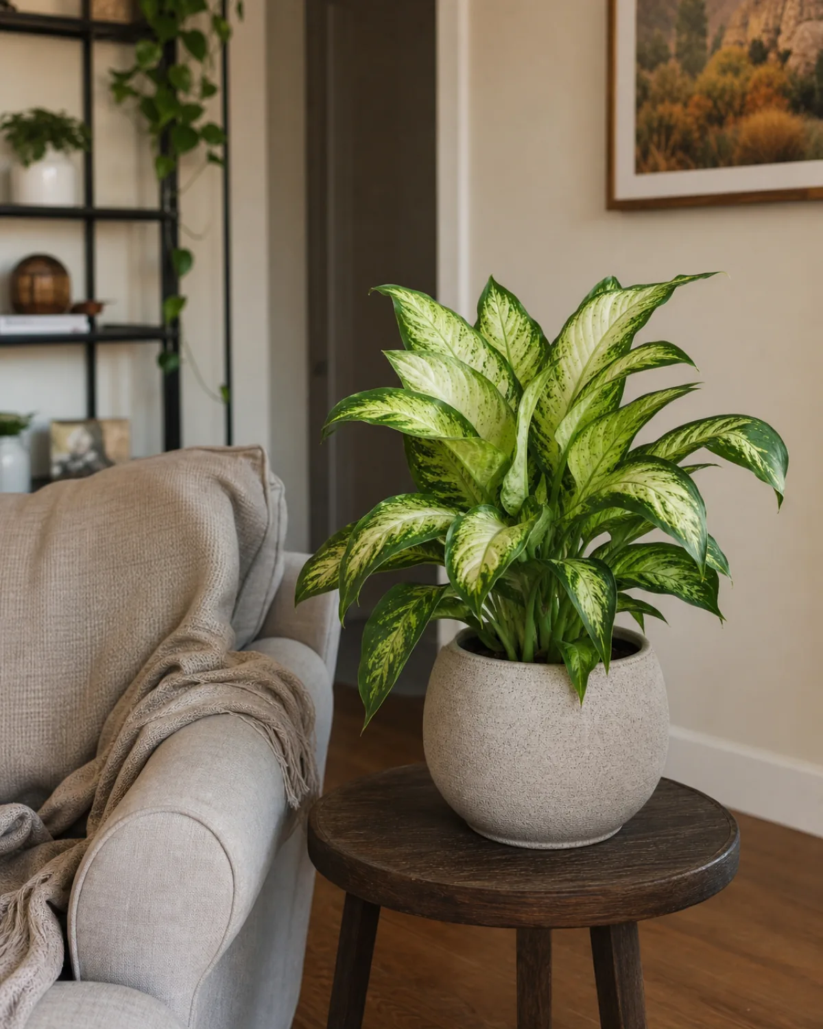 A healthy compact Dieffenbachia Camille on a side table in a cozy living room with a throw blanket on a nearby chair and warm natural daylight