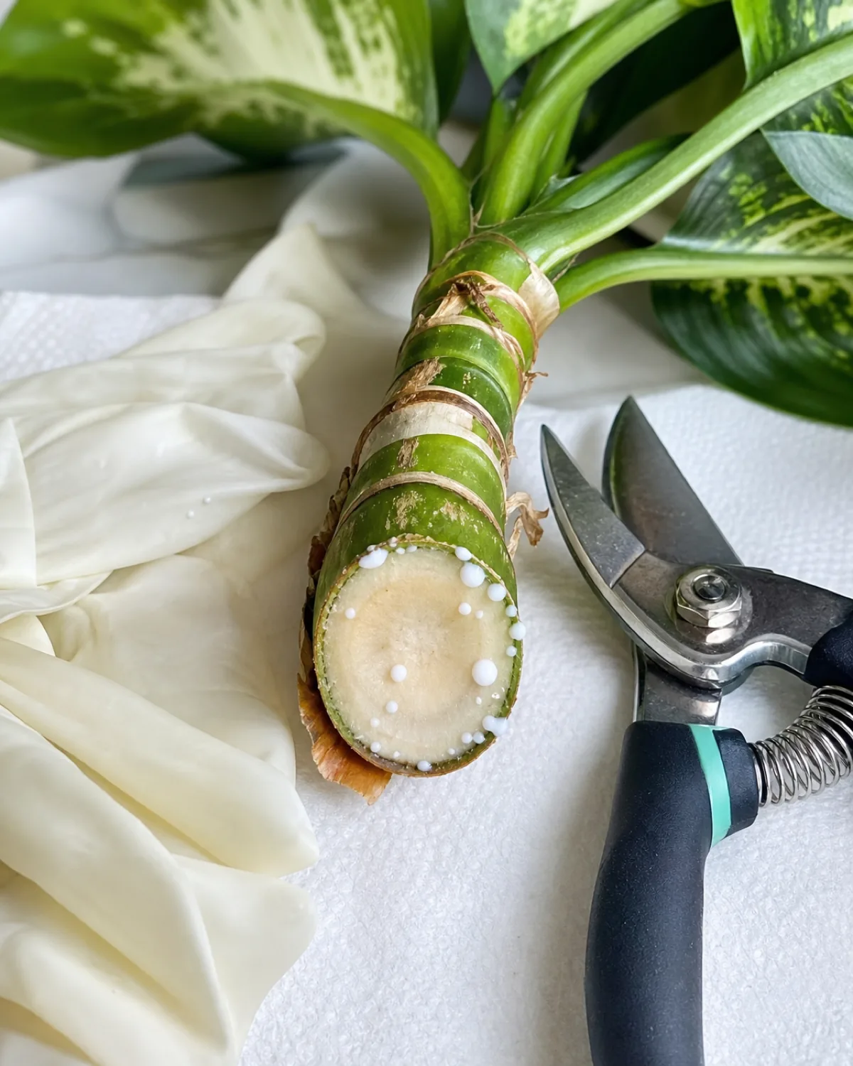 Close-up of a freshly cut dieffenbachia cane cross-section with milky white sap beading on the surface next to latex gloves and pruning shears on a paper towel